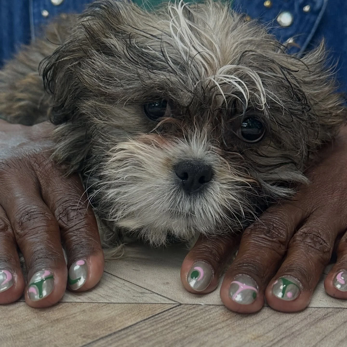 &ldquo;Boots&rdquo; came for his 2nd salon visit 🥹 Now technically&hellip; no dogs in the nail shop. *However* your dog can visit *FOR A PRICE*&hellip;. And that price is a cuddle session with moi, before and after service 🤗🐶