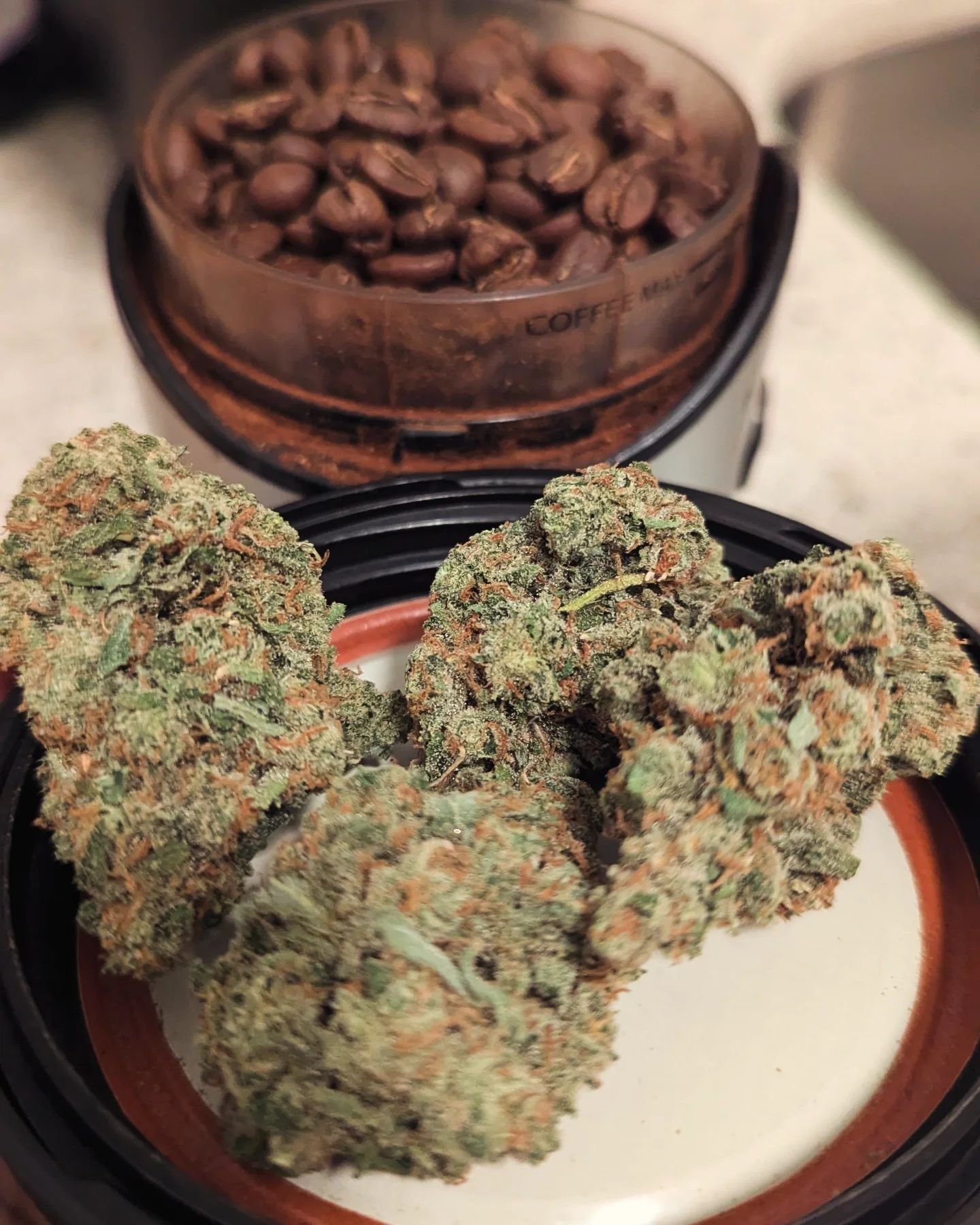 I've always wondered if Jack's beanstalk was actually coffee beans.
.
.
.
.
#chela #betterweeedforall #getchela #chelaabouttown #premium #indoor #cannabis #plant #sativa #jackherer #wholeflower #trichomes #pistil #betterweed #smallbatch #growers #col