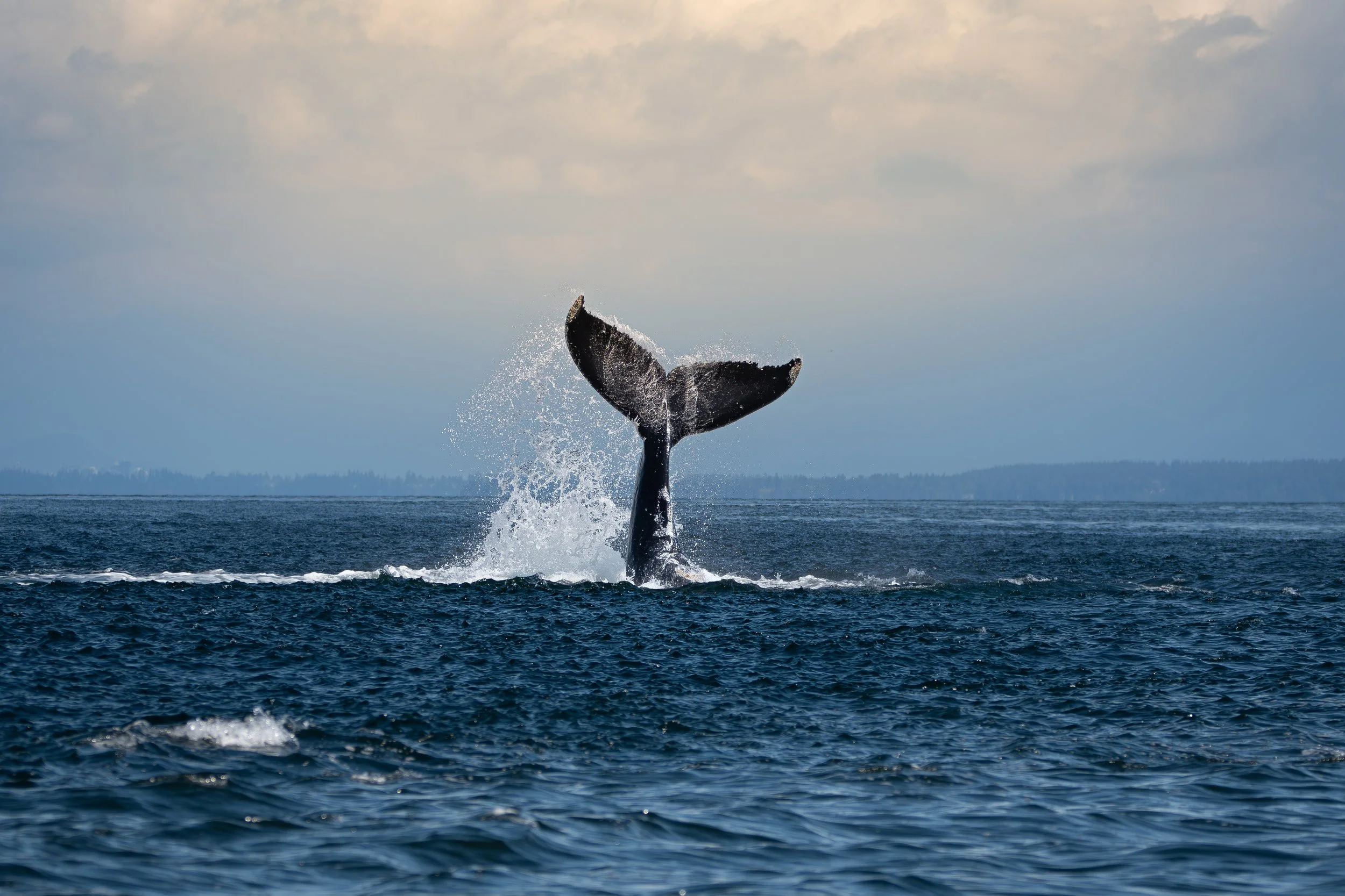 DSC_9291-Enhanced-NR.jpg