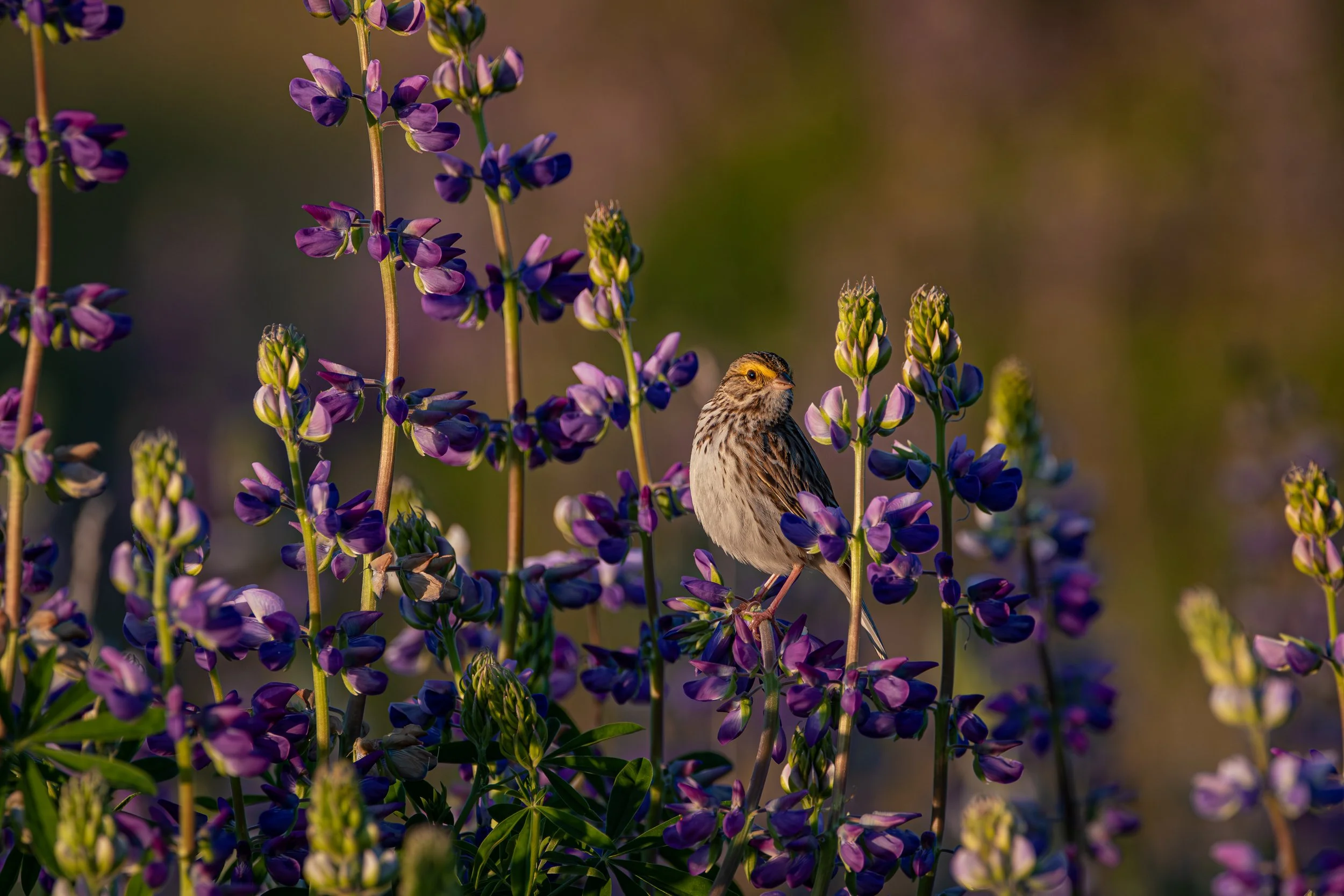 DSC_8551-Enhanced-NR.jpg