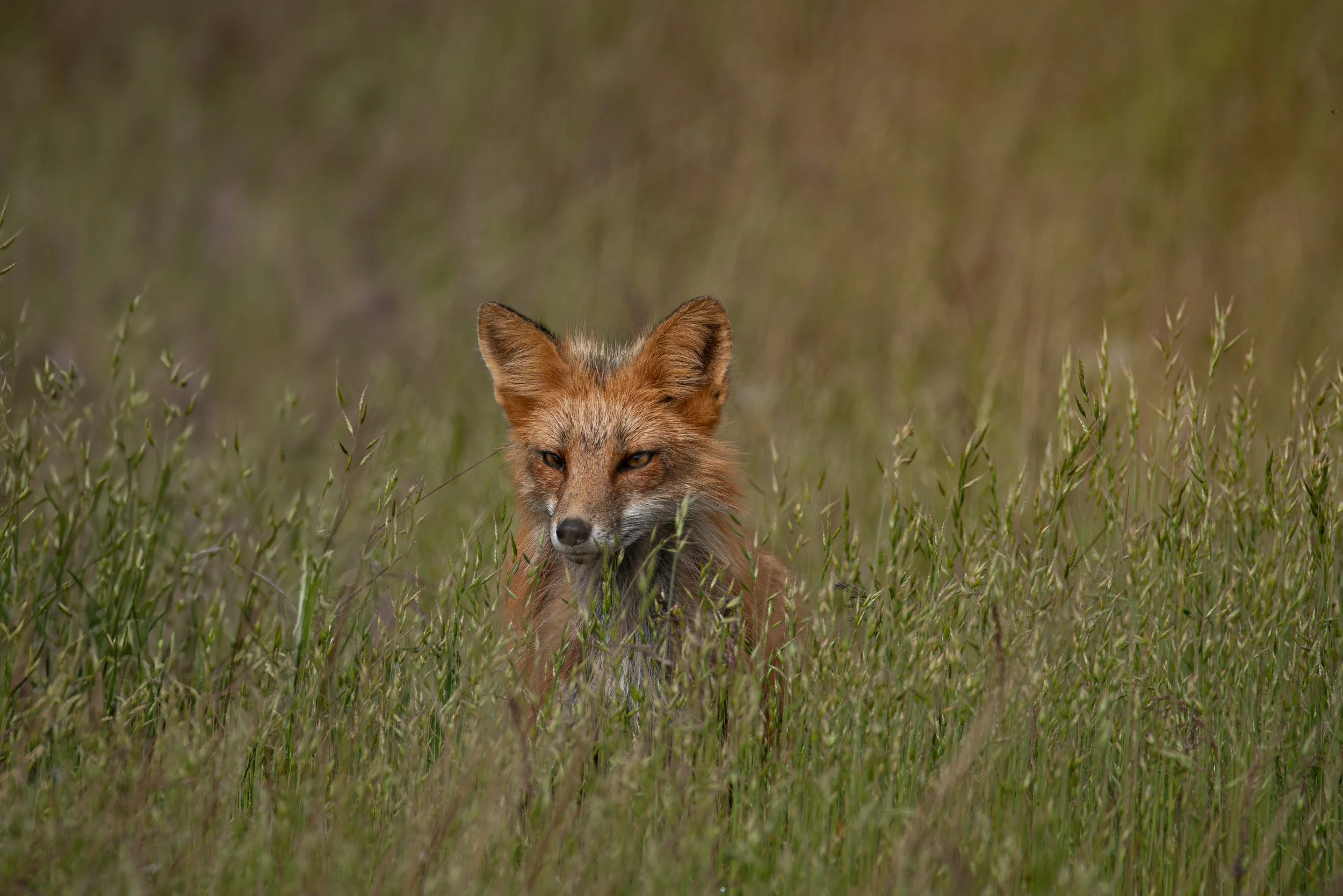 DSC_8782-Enhanced-NR.jpg