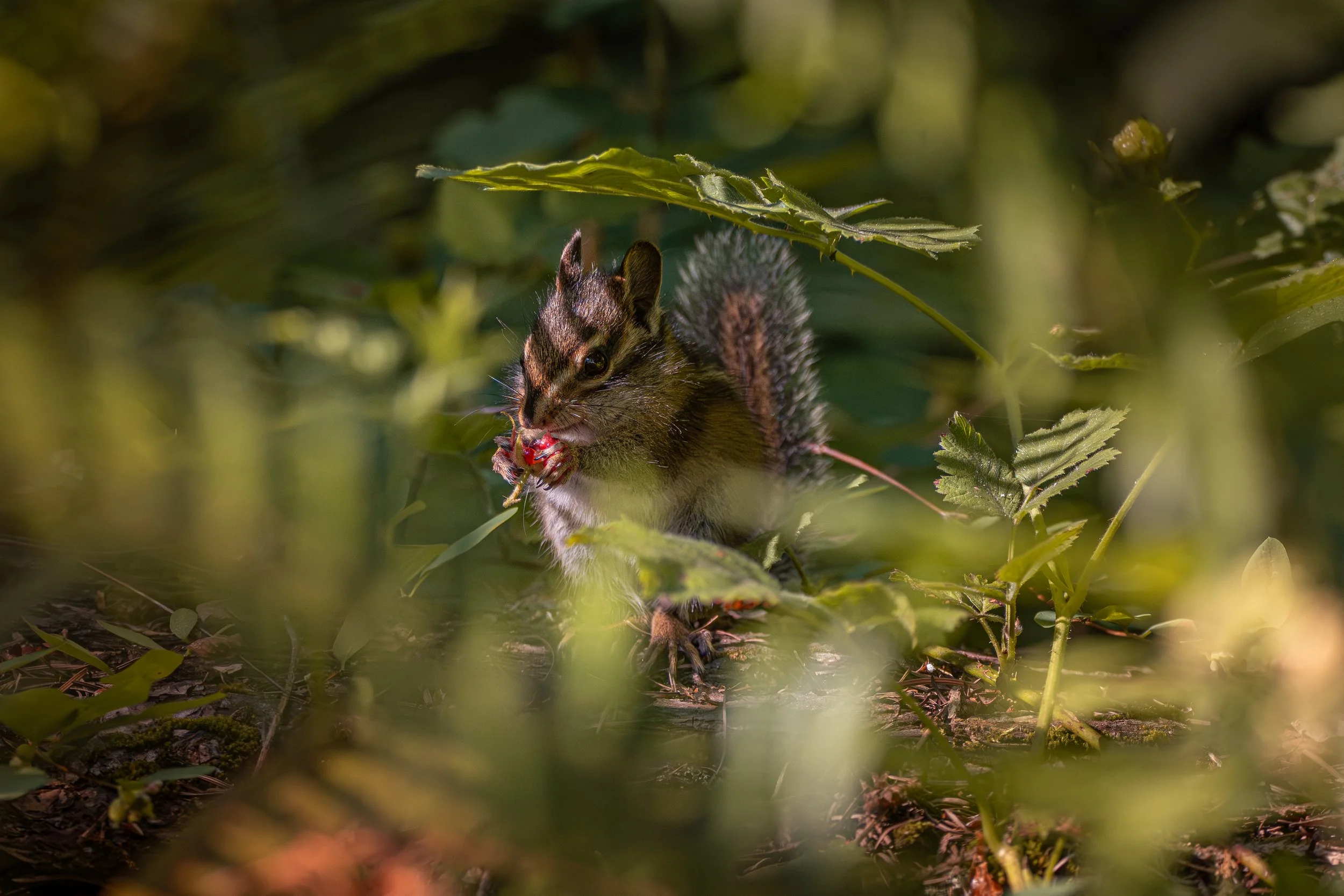 DSC_0412-Enhanced-NR-2.jpg