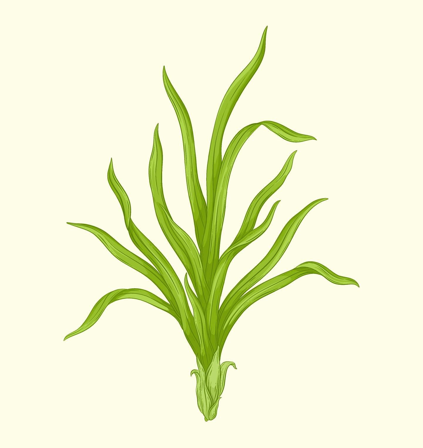 Commonly called lemongrass or fever grass in many countries, including St. Vincent and the Grenadines, this hardy grass is robust as it rehydrates and helps when one is suffering from diarrhoea, stomach pain, fever, flatulence, flu, colds and coughs.