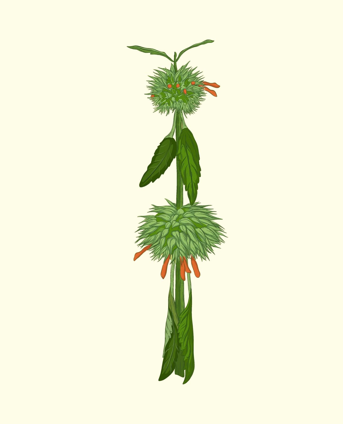 Ball Bush or Governor’s Ball is a common medicinal plant that grows wild and abundantly across the Grenadines. It is native to tropical Africa and is a member of the mint family. It is used for coughs and widely as a cooling tea. Towering on a