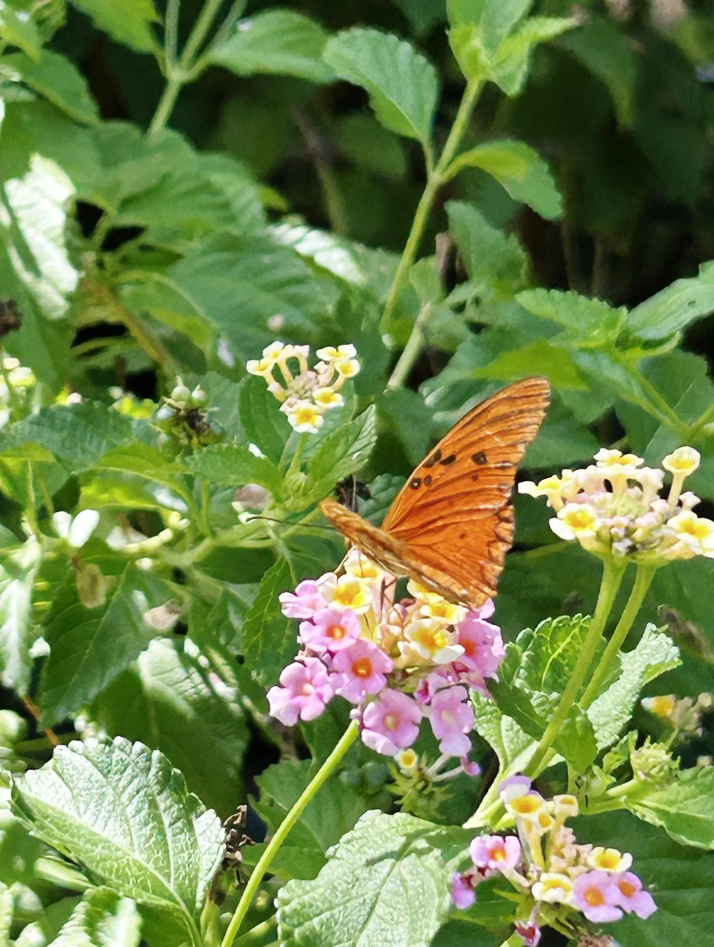 Our ecological medicinal garden is thriving despite the harsh, water-scarce year we’ve been facing. Through practicing ecological principles, we’ve learned so much, about soil health, about the value of community labor, and about the wisd