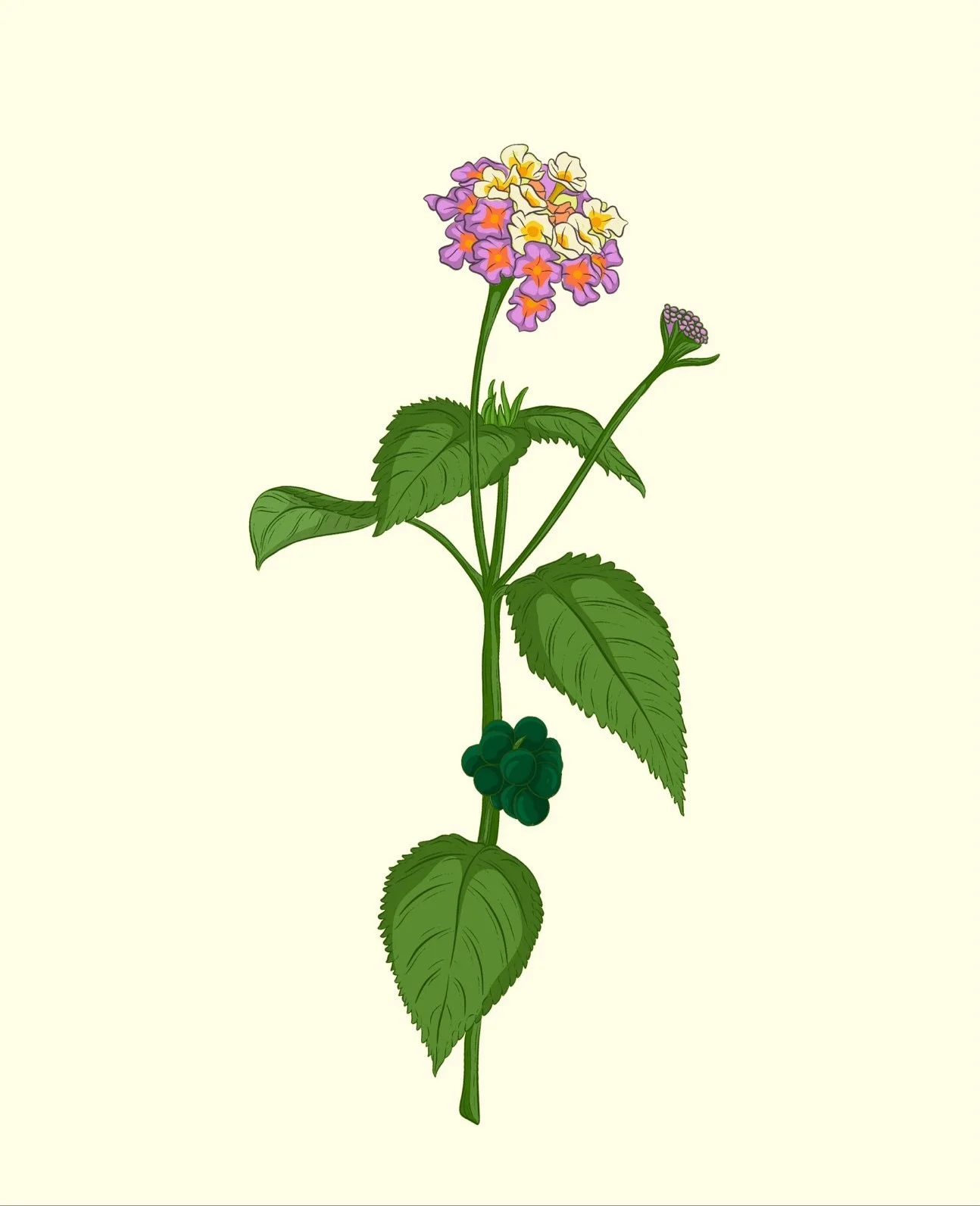 Lantana camara, known by many local names including Buddy Me Eye, Red Sage, Wild Sage, and White Sage, is a member of the verbena family. This family, also known as Verbenaceae, includes over 90 genera and 2,500 species of flowering plants, many of w