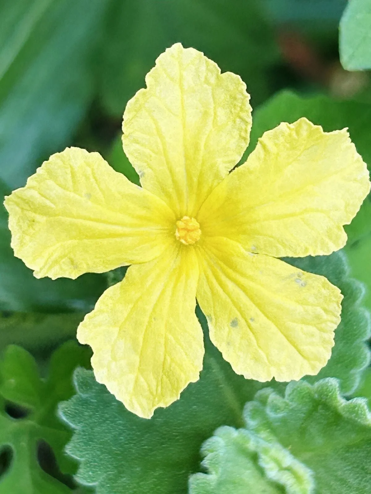 Three years ago, we implemented a method rooted in care, observation, and regenerative practice.

Today, in the height of dry season and water-scarce drought, the garden continues to surprise us.

Volunteer species are emerging.
Plants are going to s