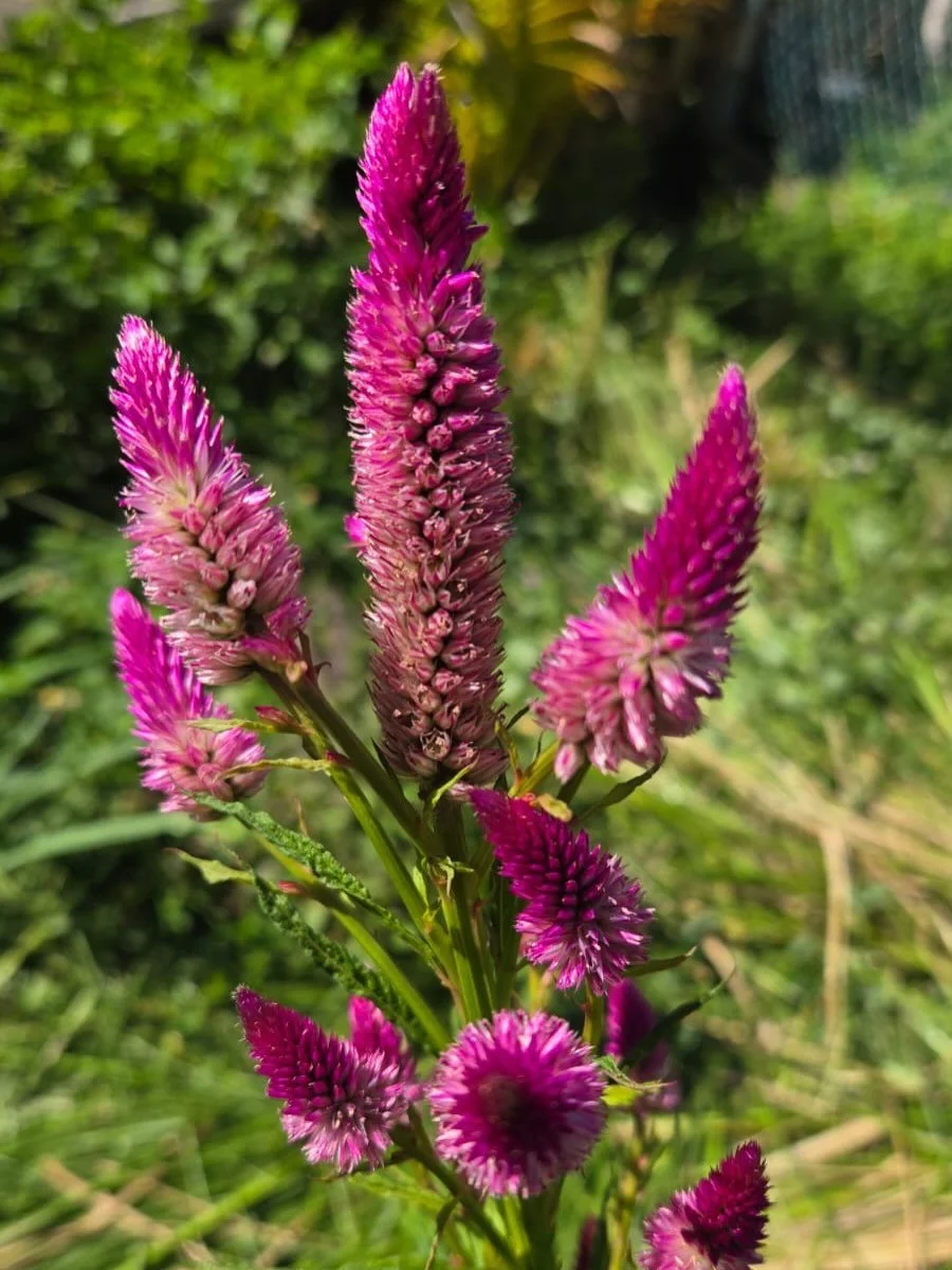 We spent another beautiful afternoon in our Bush Medicine Community Garden with permaculture expert Luke Punnett of @chatoyergardens. Despite the delayed rainy 🌧️ season, the space is thriving. Lush, vibrant and now home to over 50 species of medici