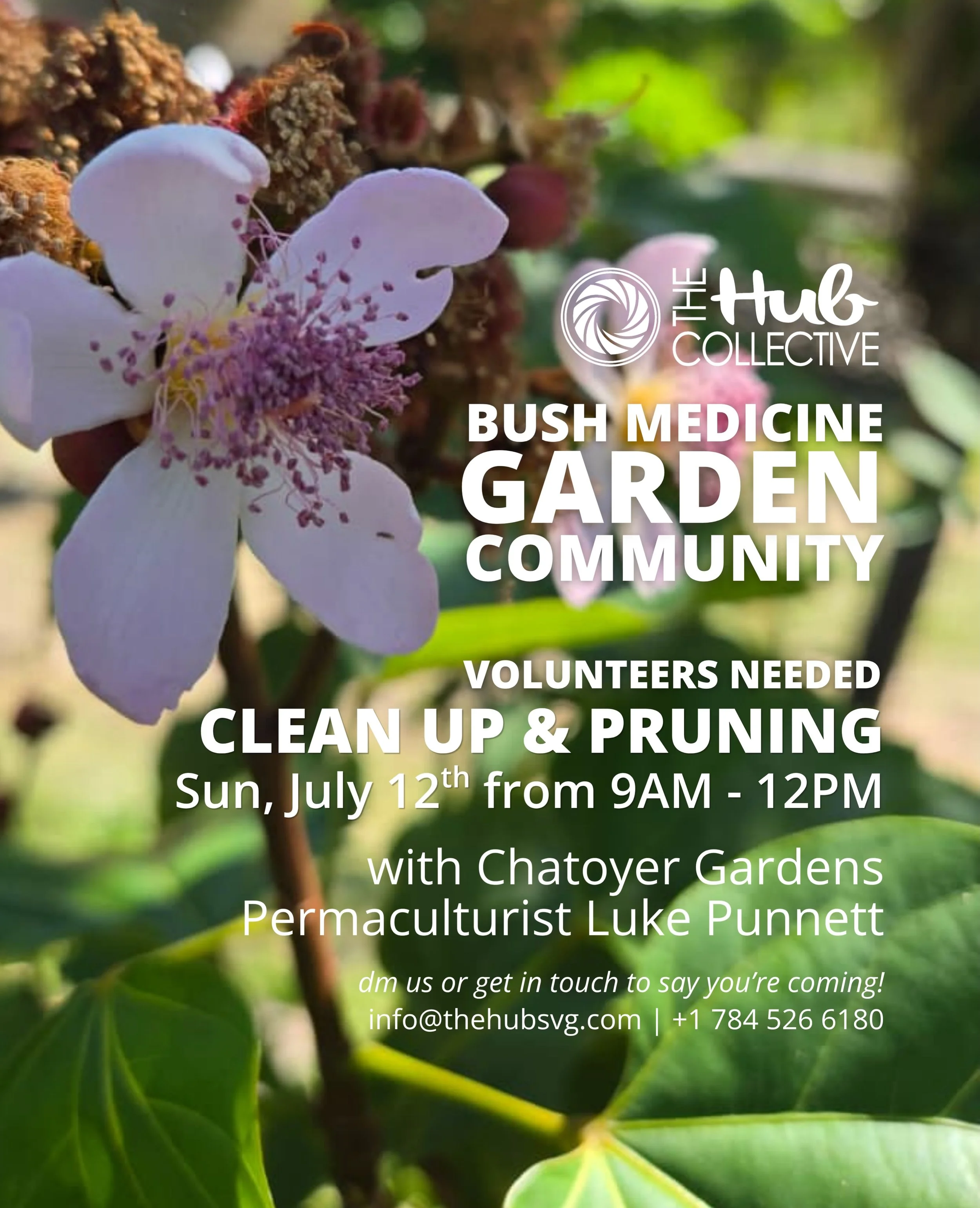 🌿 Community Garden Clean-Up: Volunteers Needed! 🌿

Our bush medicine garden has been loving this rain, and it&rsquo;s time to give it some love. Join The Hub Collective this Sunday, July 12th, from 9am-12pm as we clean up the garden and prune back 