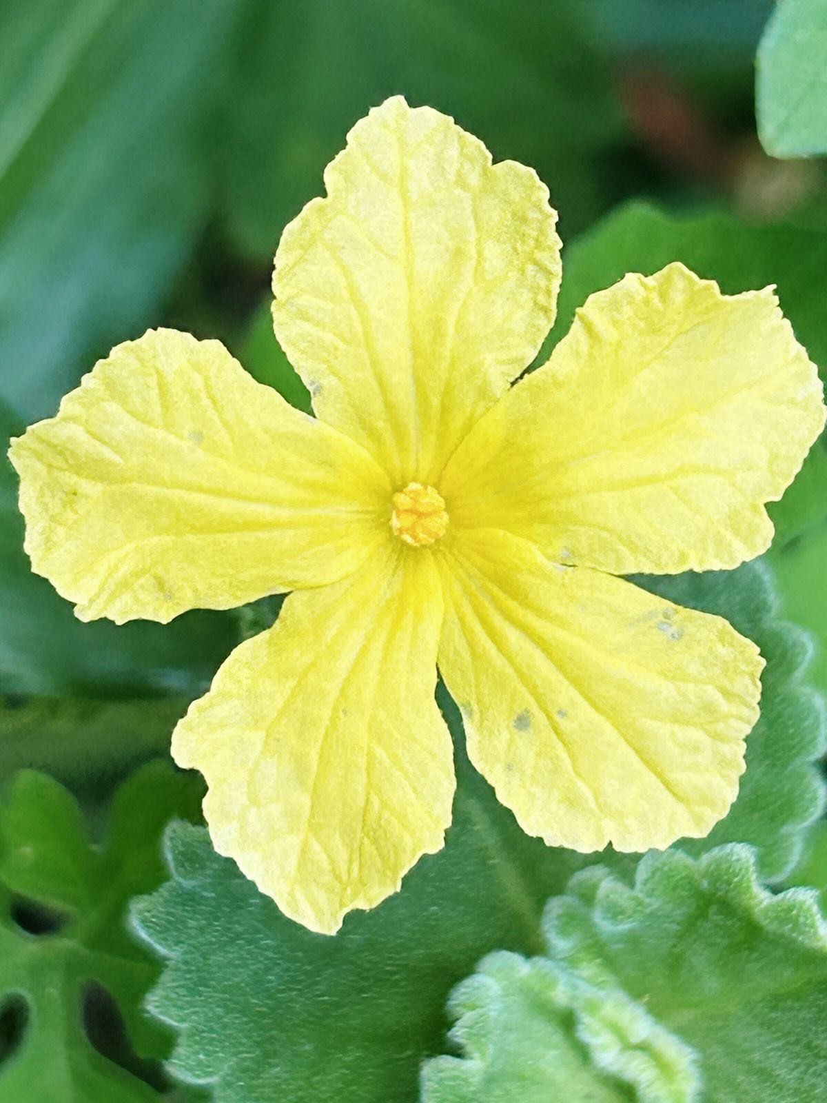 Three years ago, we implemented a method rooted in care, observation, and regenerative practice.

Today, in the height of dry season and water-scarce drought, the garden continues to surprise us.

Volunteer species are emerging.
Plants are going to s