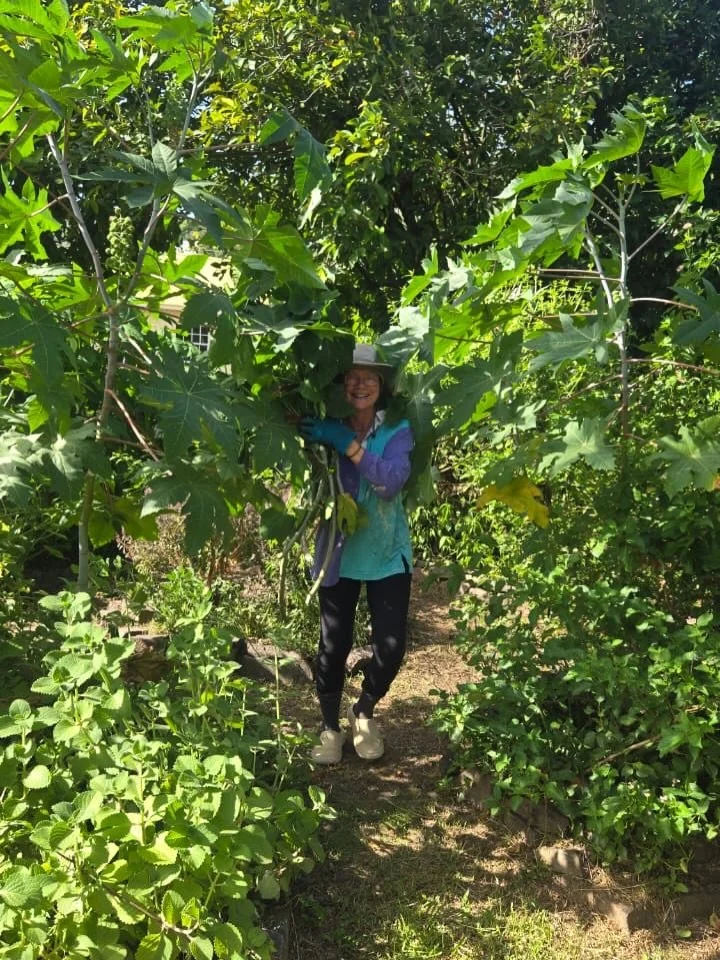 Big thanks to everyone who came out to the Bush Medicine Community Garden for an impromptu clean-up. We cleared out detritus, pruned the moringa trees, cleared the gutters, tidied the pathways, and pulled out the water grass.

A nice surprise: some v