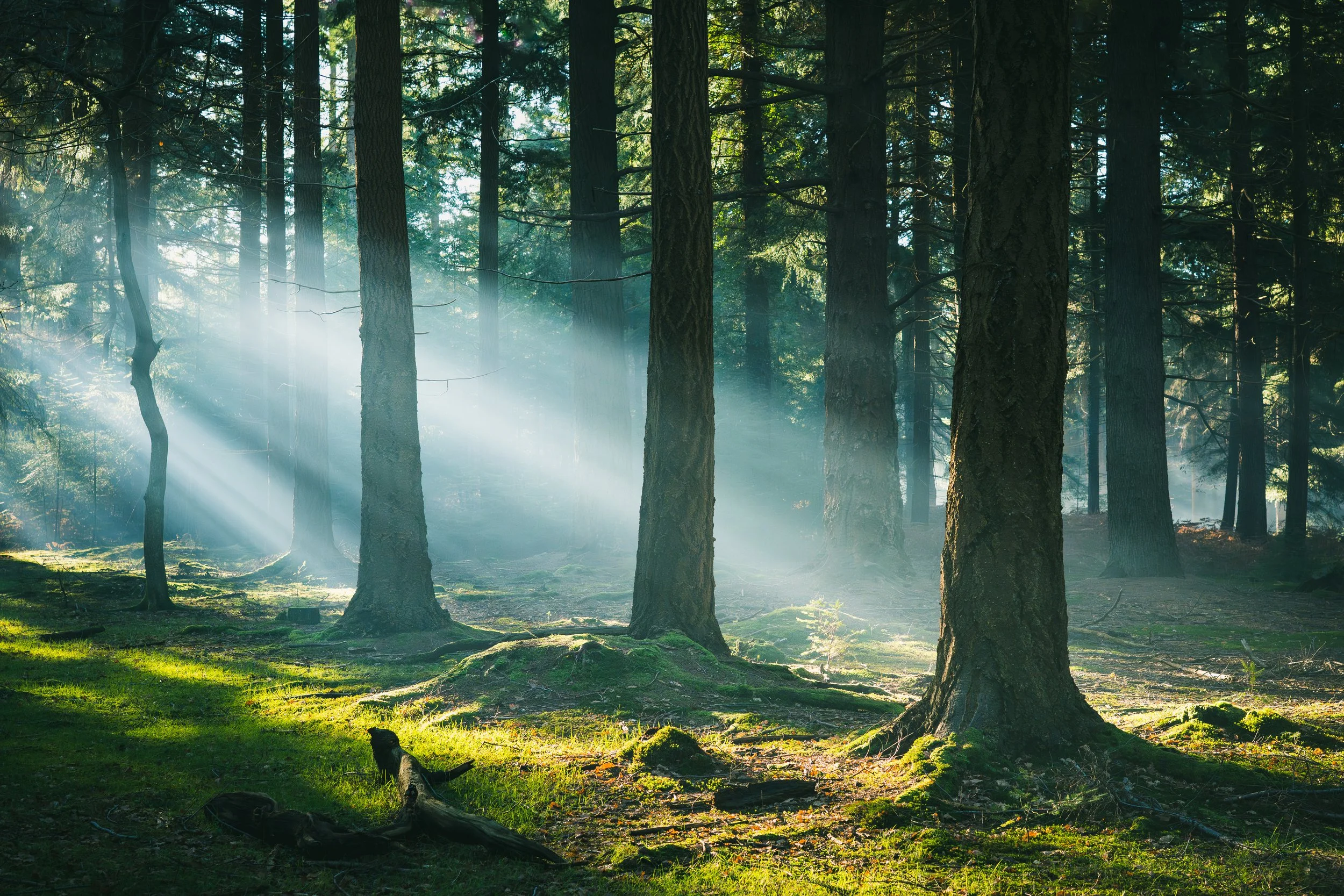 Web Images _0004_Layer 2.jpg