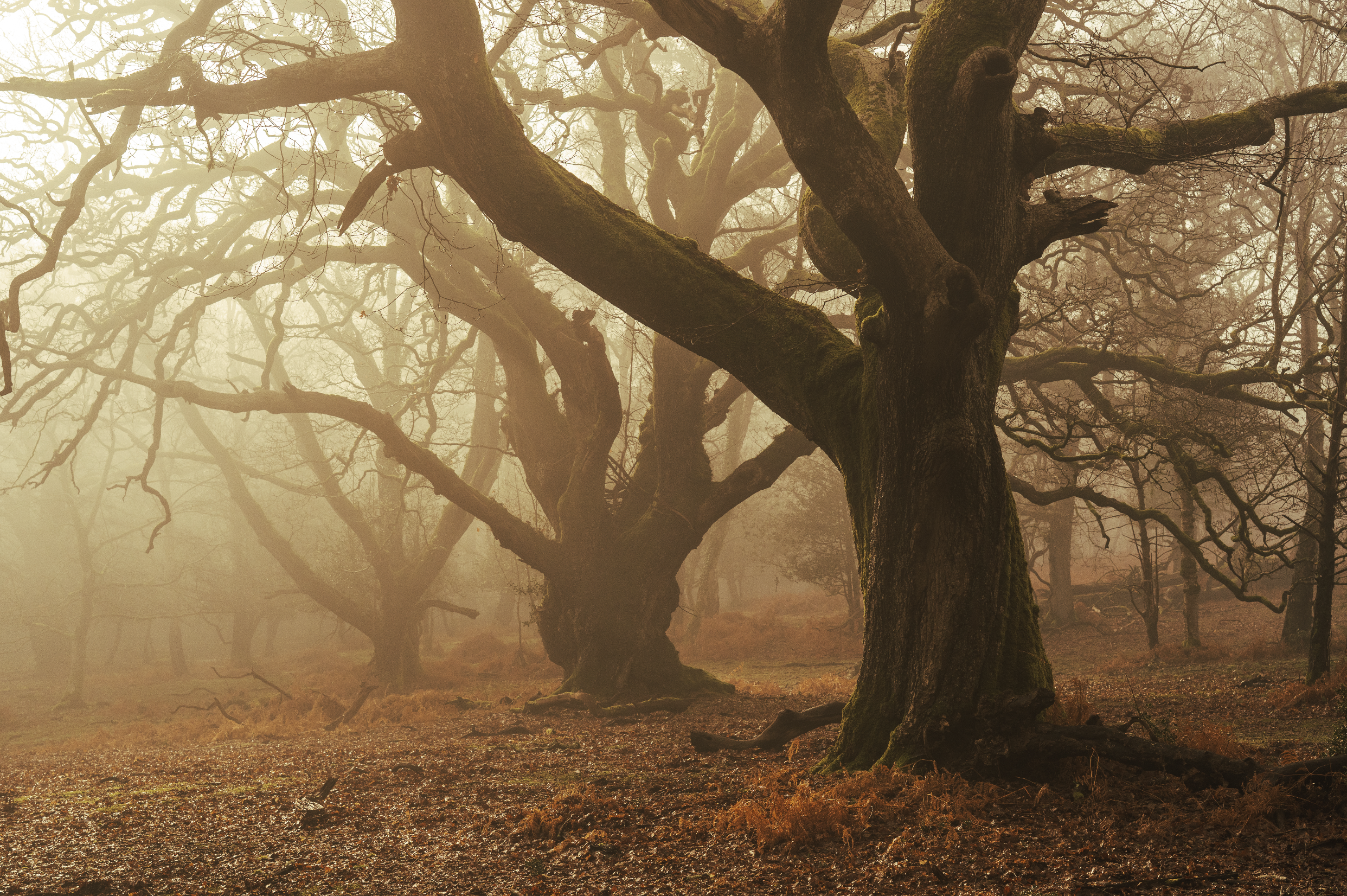The best photography locations in the New Forest — a complete guide.
