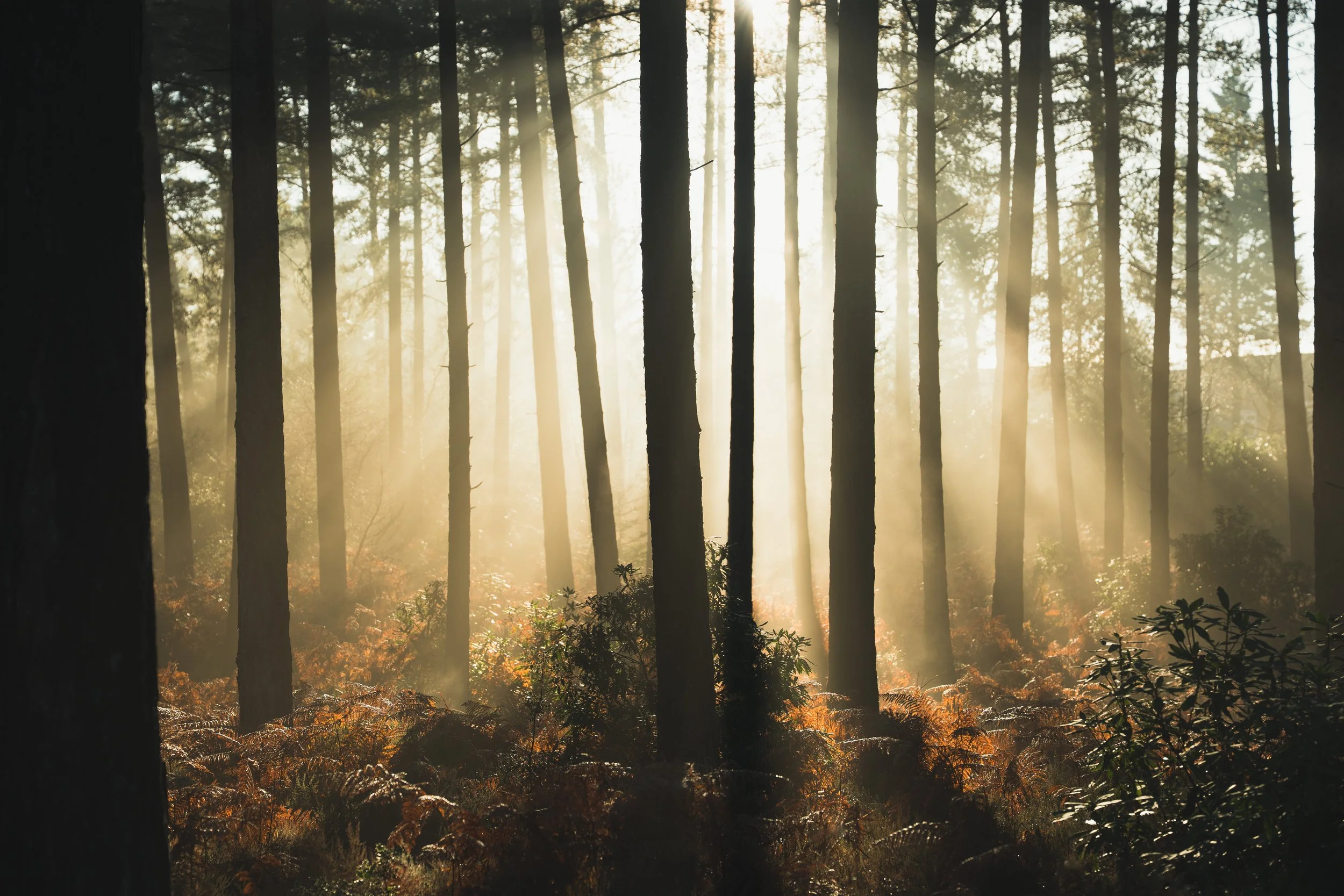 New Forest-01924.jpg