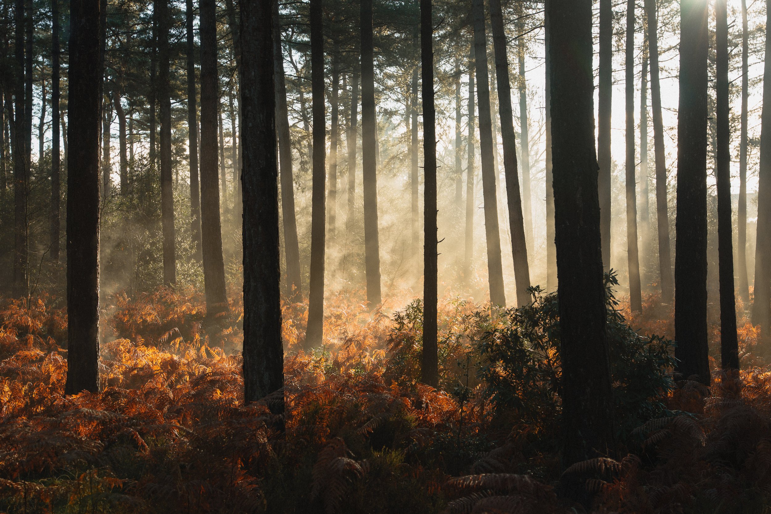 New Forest-02021.jpg