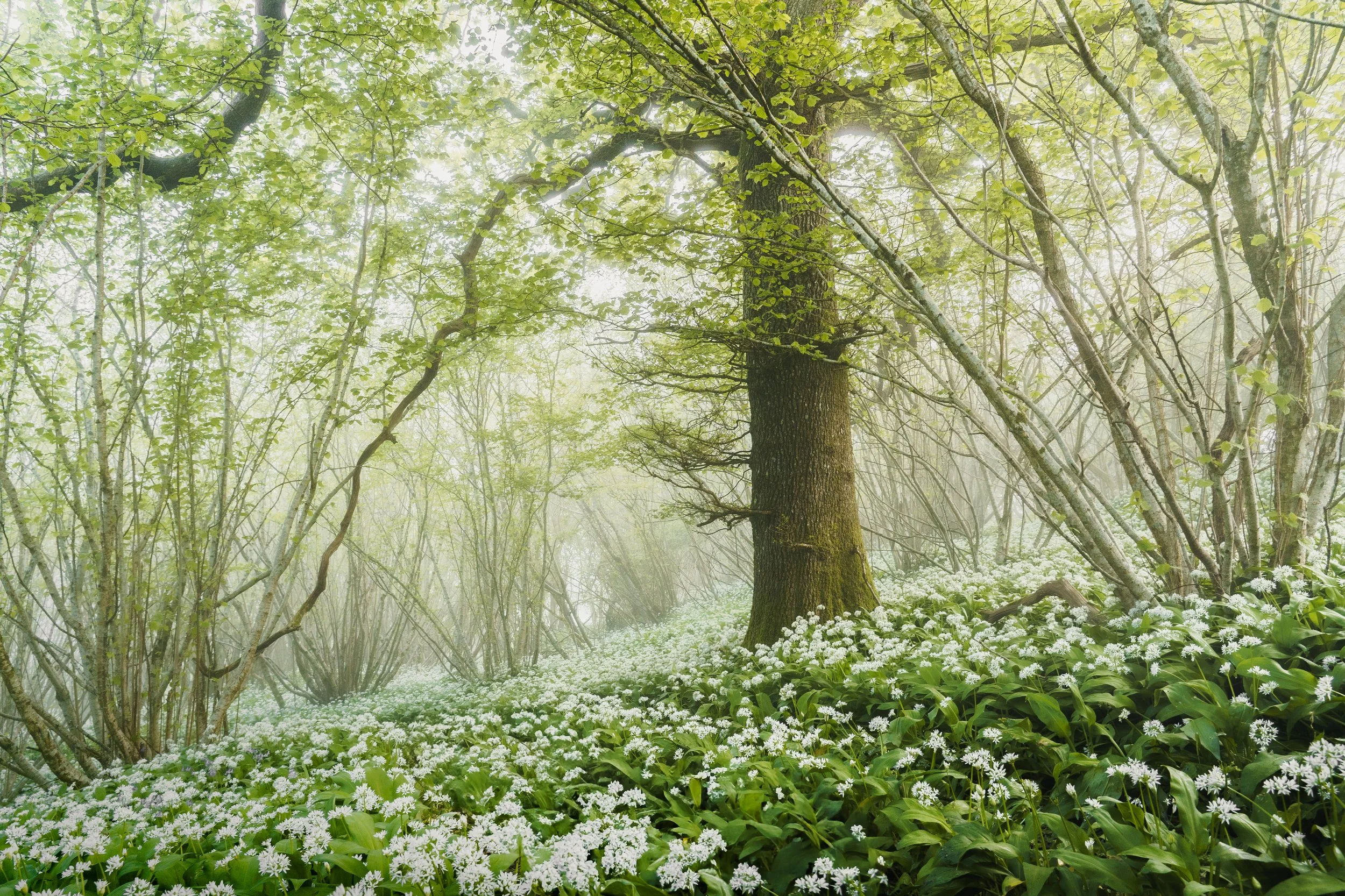 Spring 1-2-1 Full Day New Forest Photography Workshop (May 9th 2026)