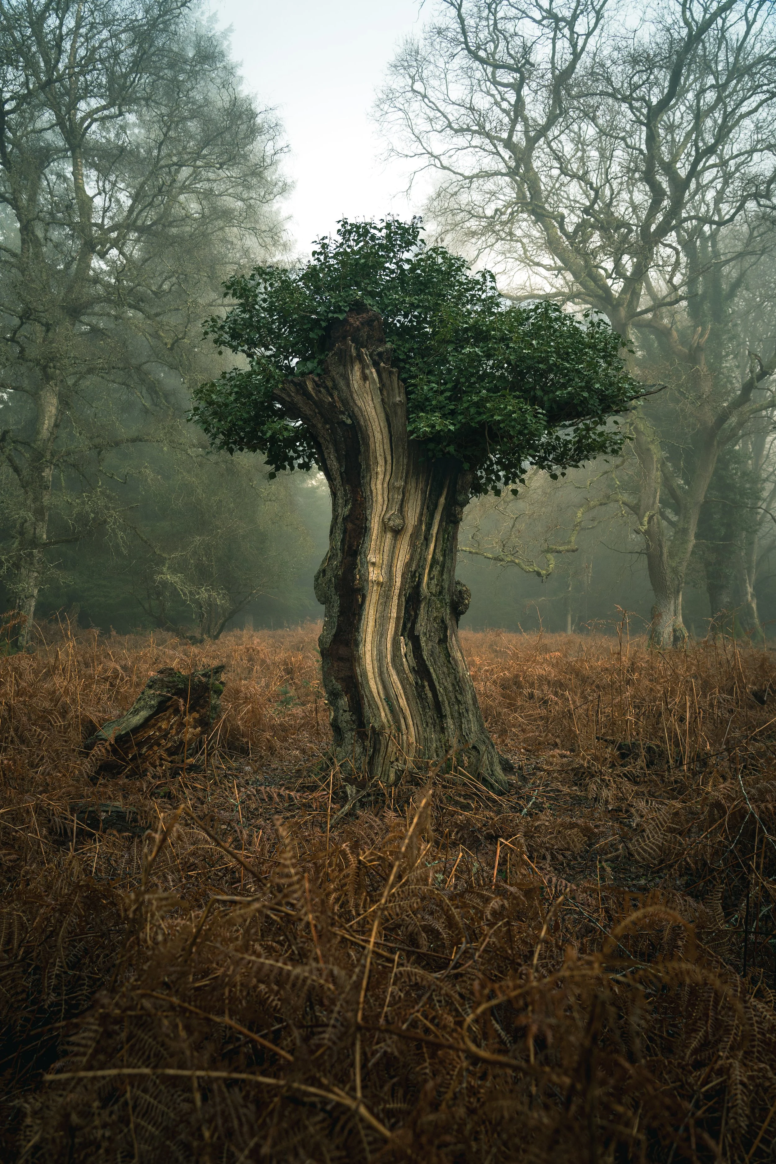 New Forest-06208.jpg