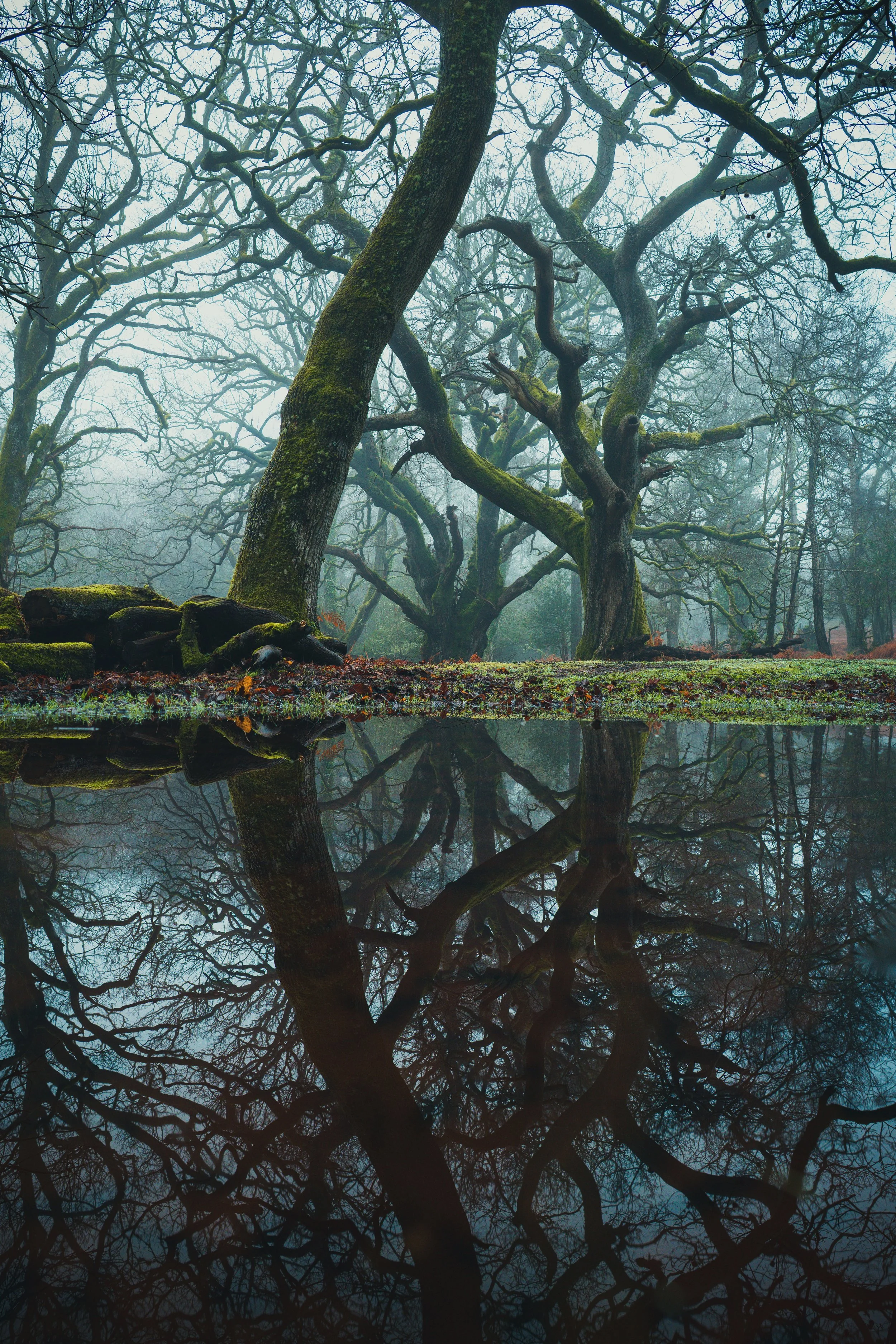 New Forest-06087.jpg