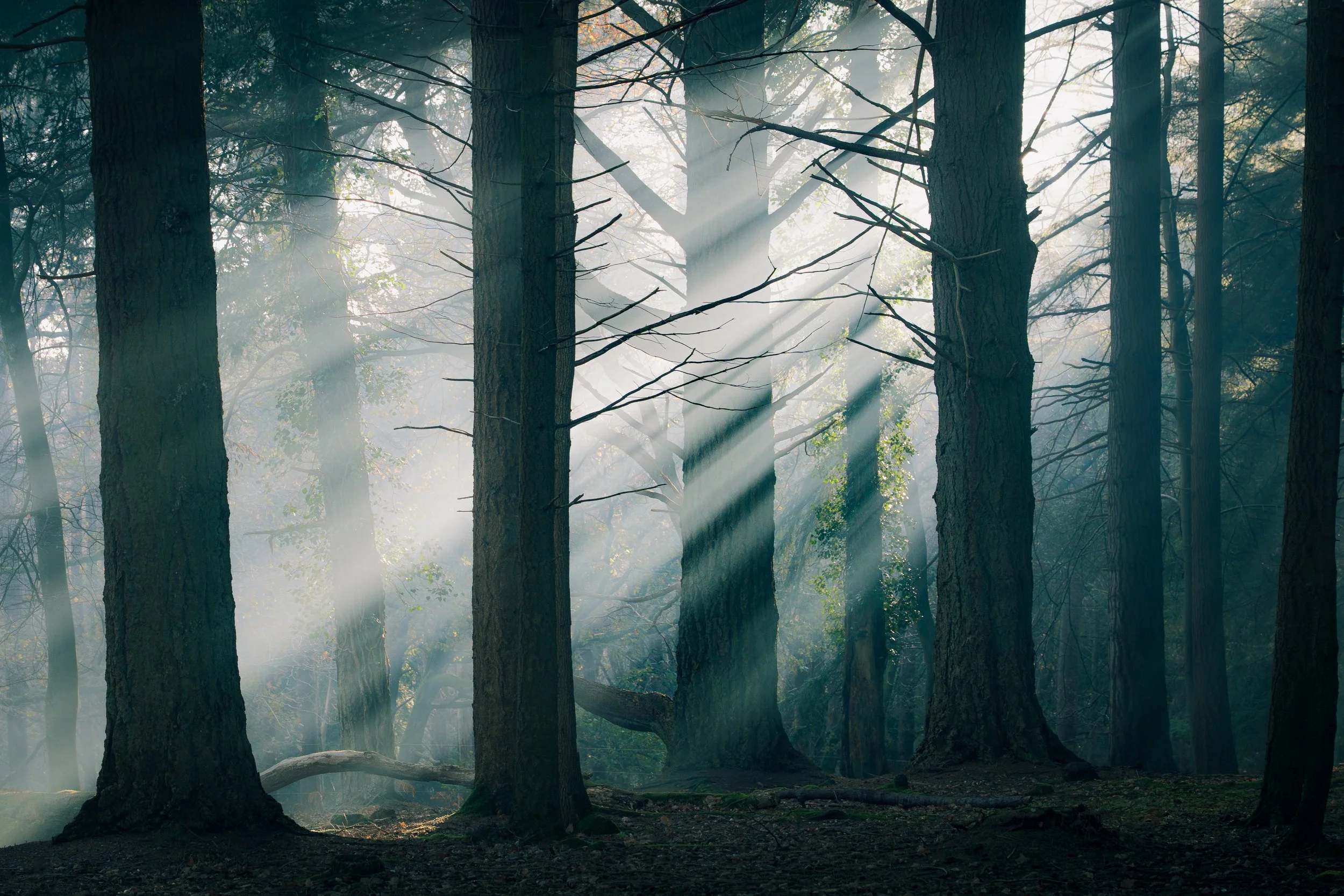 Autumn_0006_Layer 1.jpg