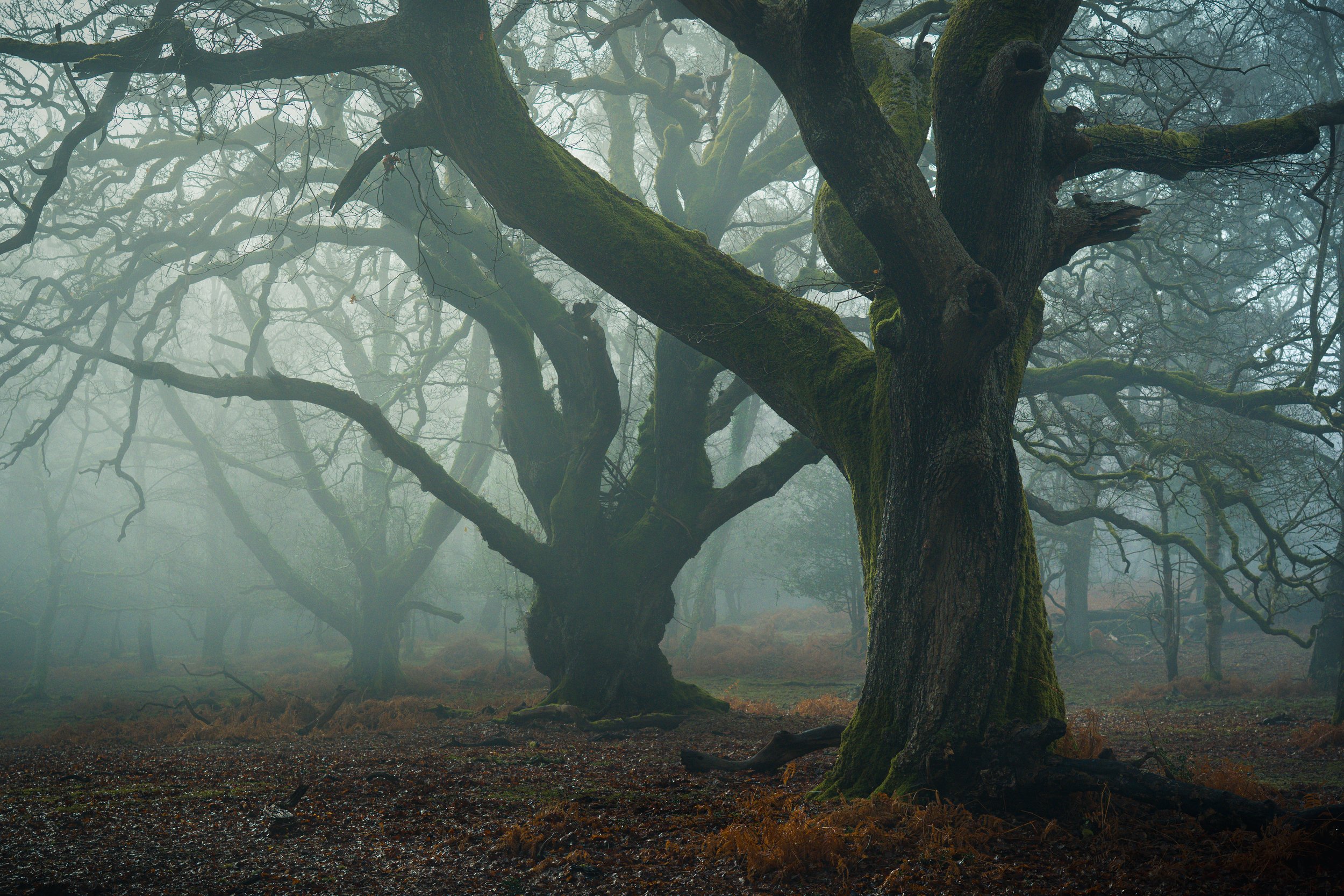 New Forest-06237.jpg