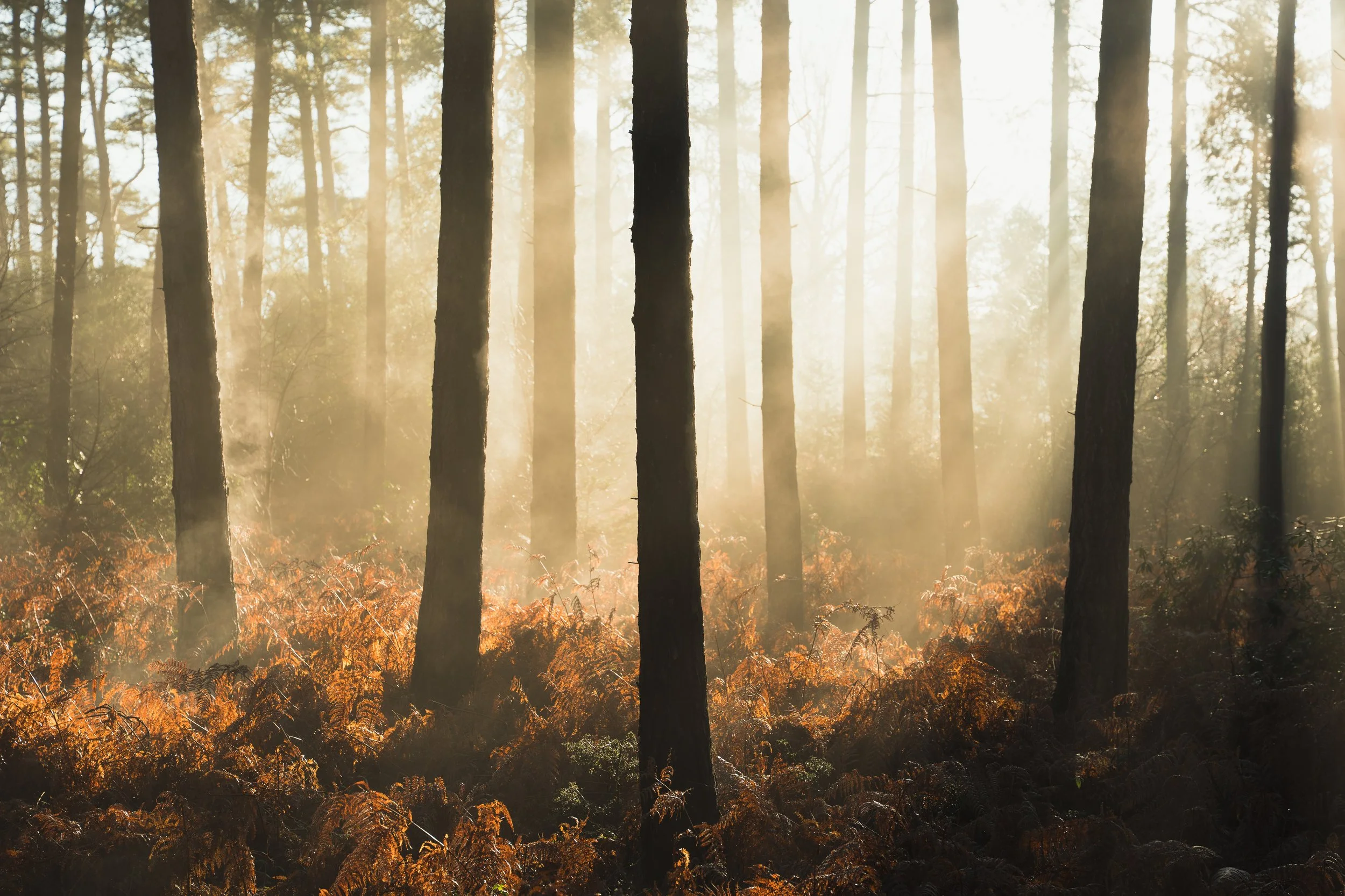 New Forest-01989.jpg