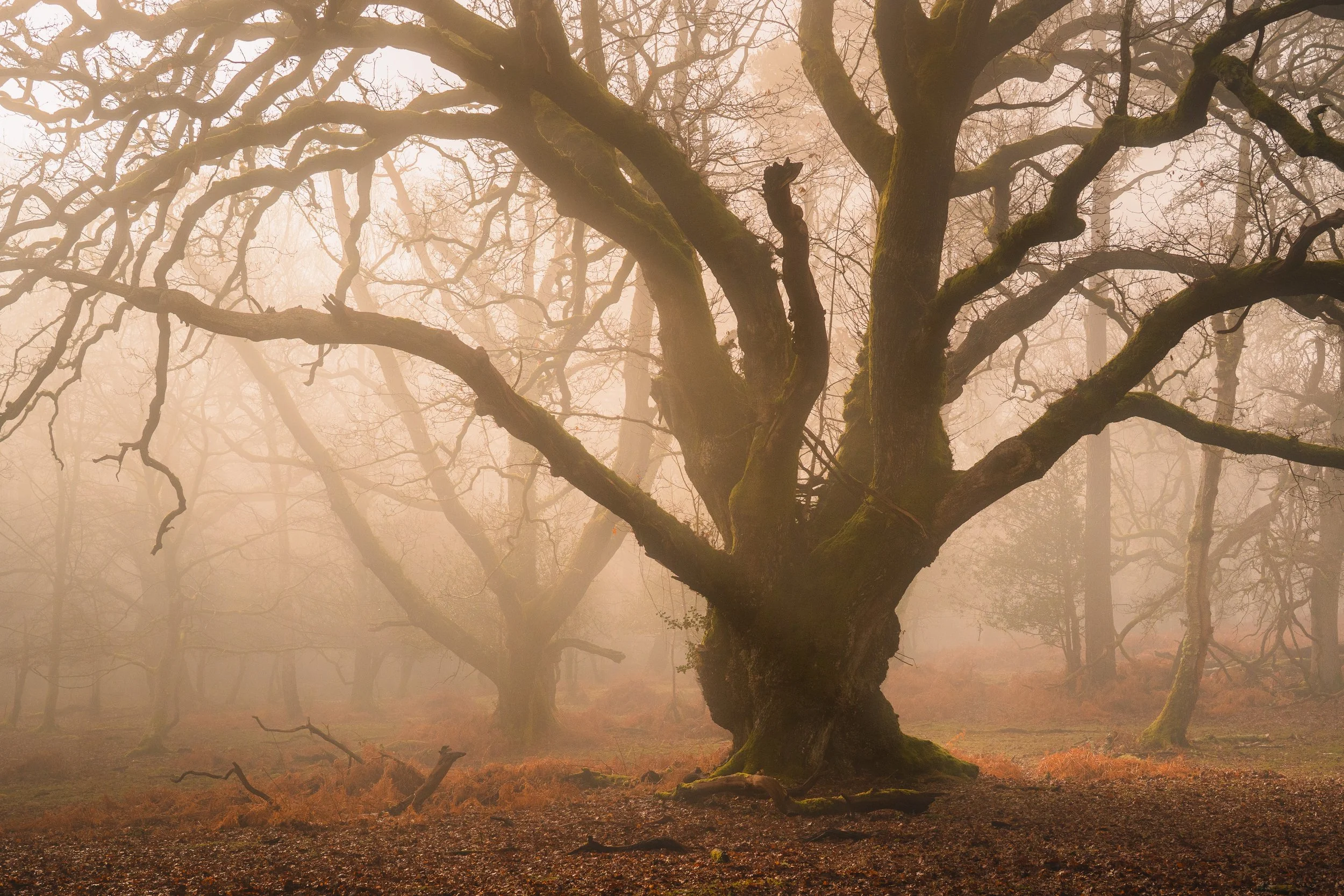 New Forest-06221.jpg