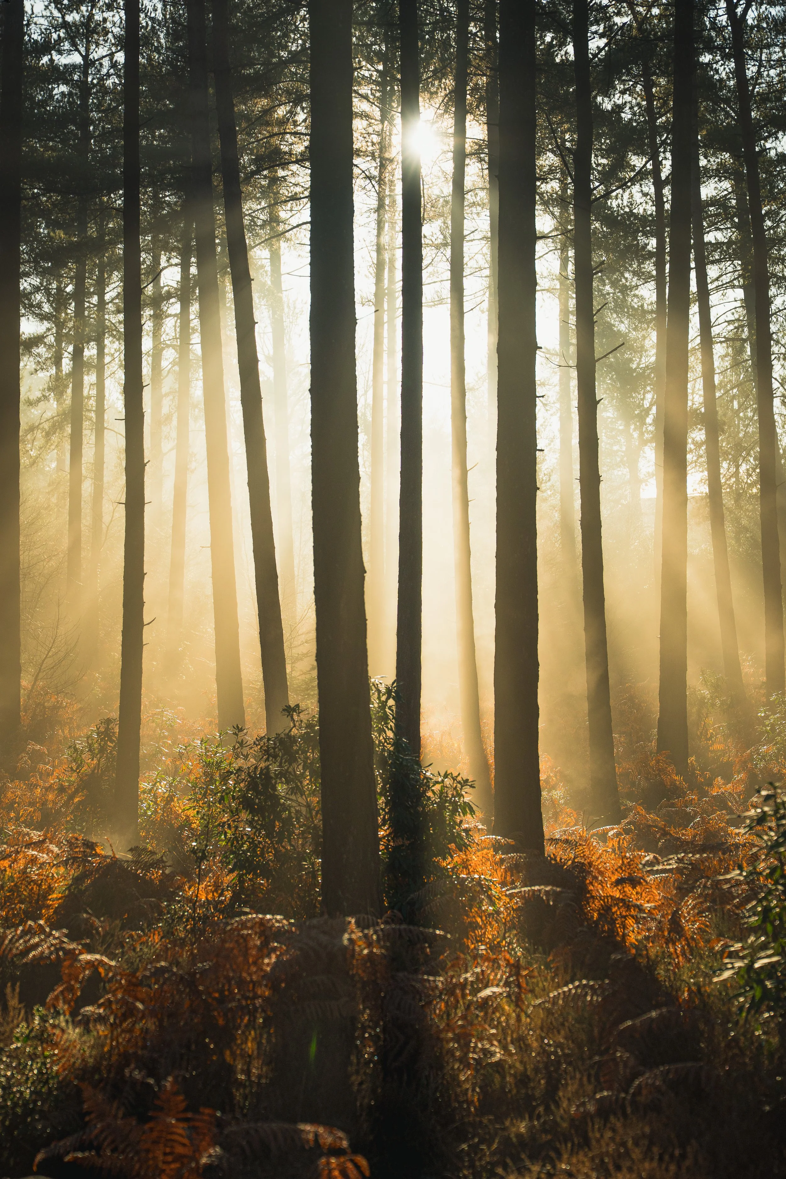 New Forest-01927.jpg