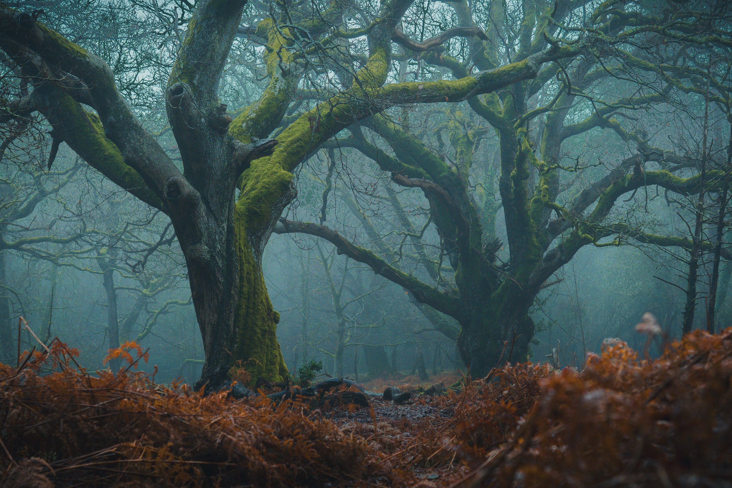 New Forest-06029.jpg