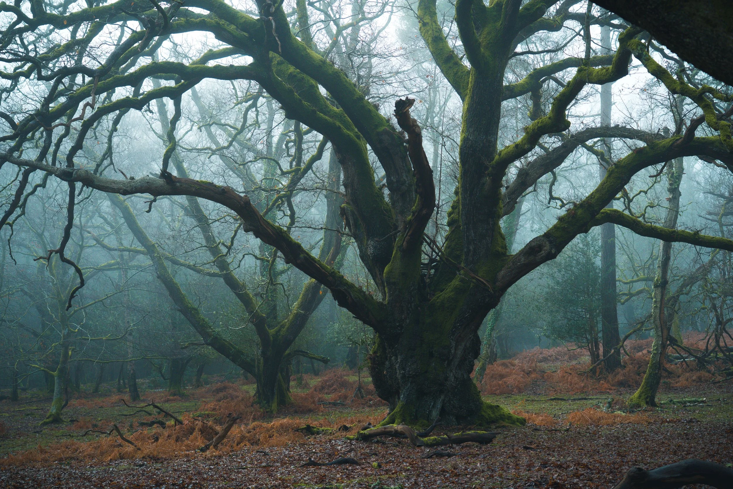 New Forest-05993.jpg