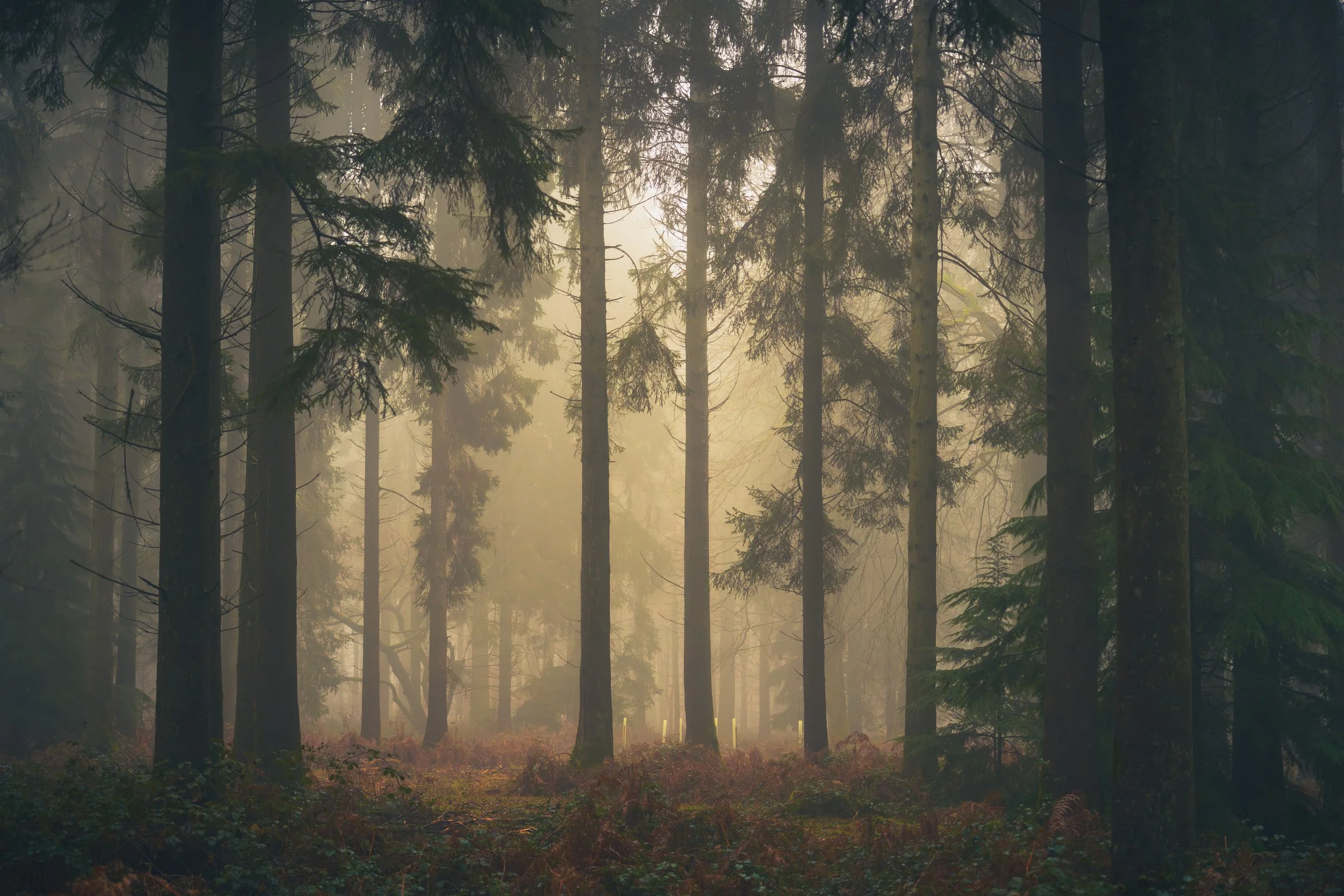 New Forest-03085.jpg