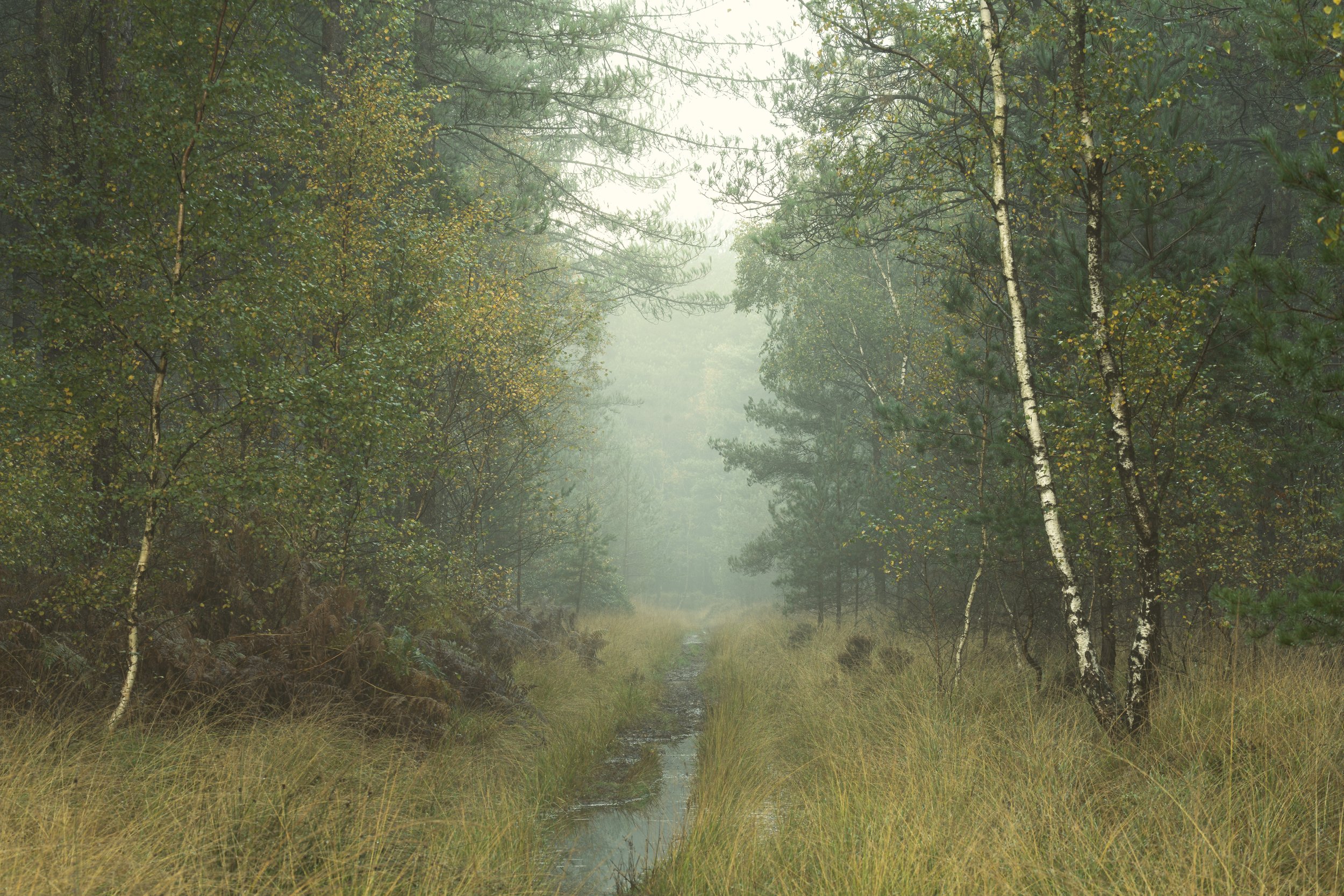 New Forest-00081.jpg