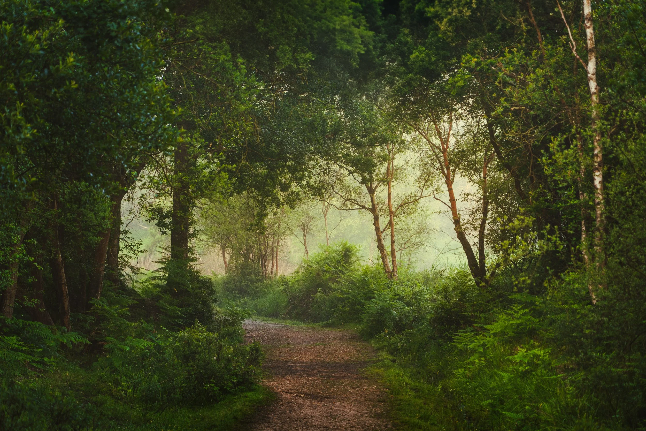 Spring - Full Day New Forest Photography Workshop - (May 12th 2026)