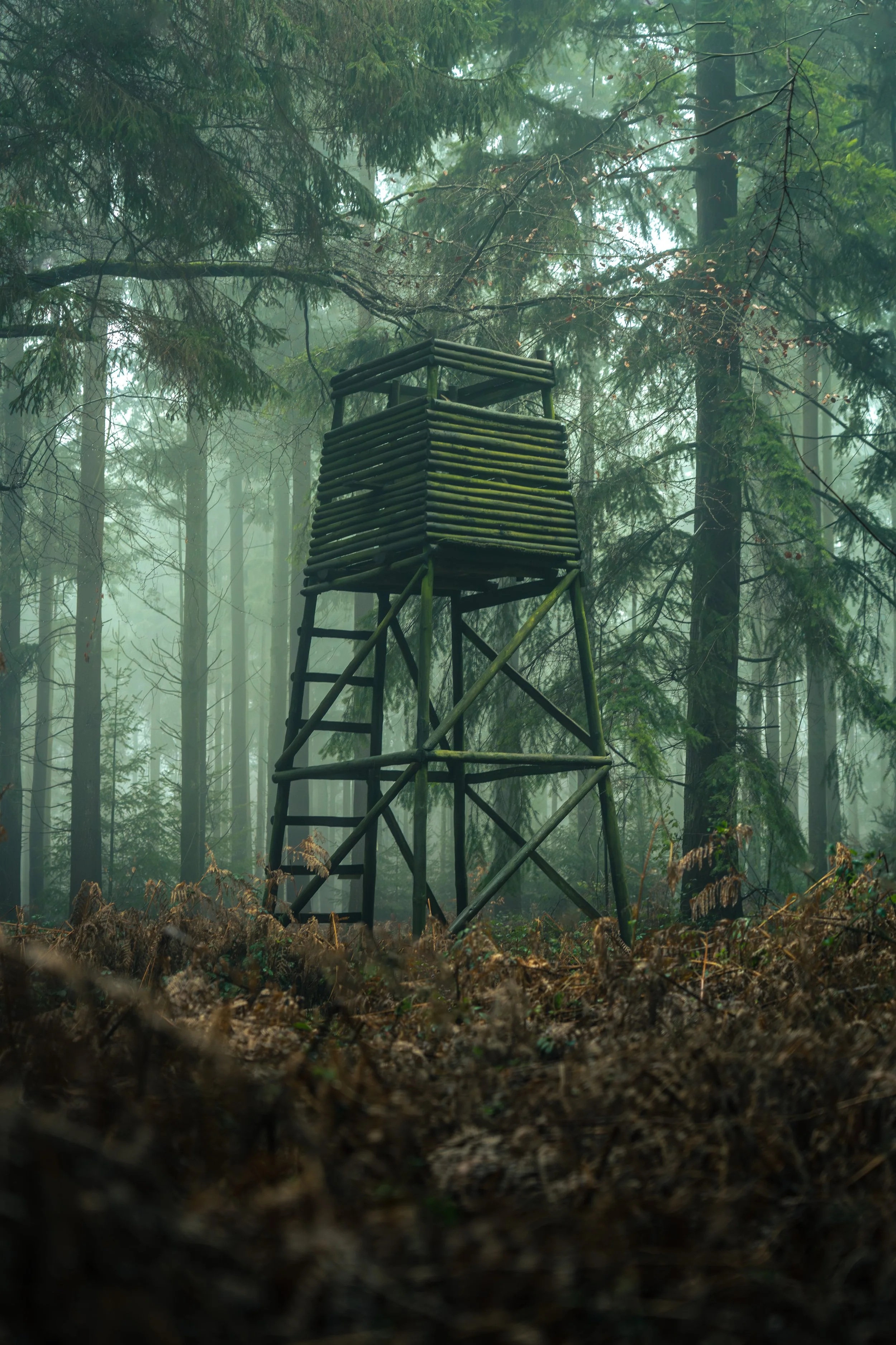 New Forest-03072.jpg