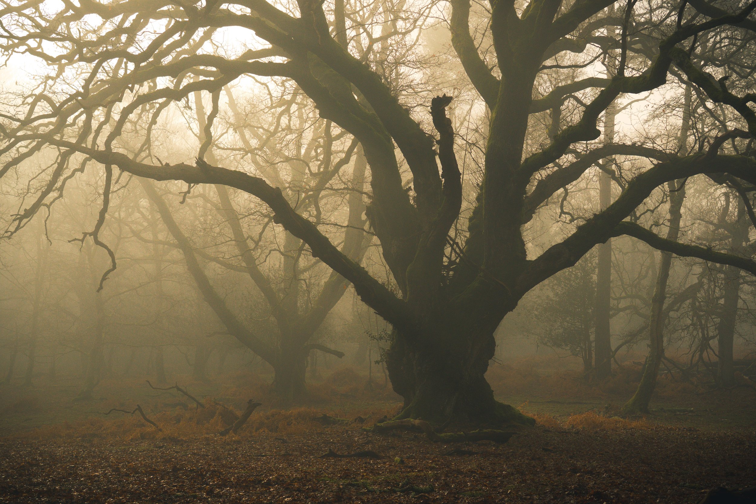 New Forest-06220.jpg