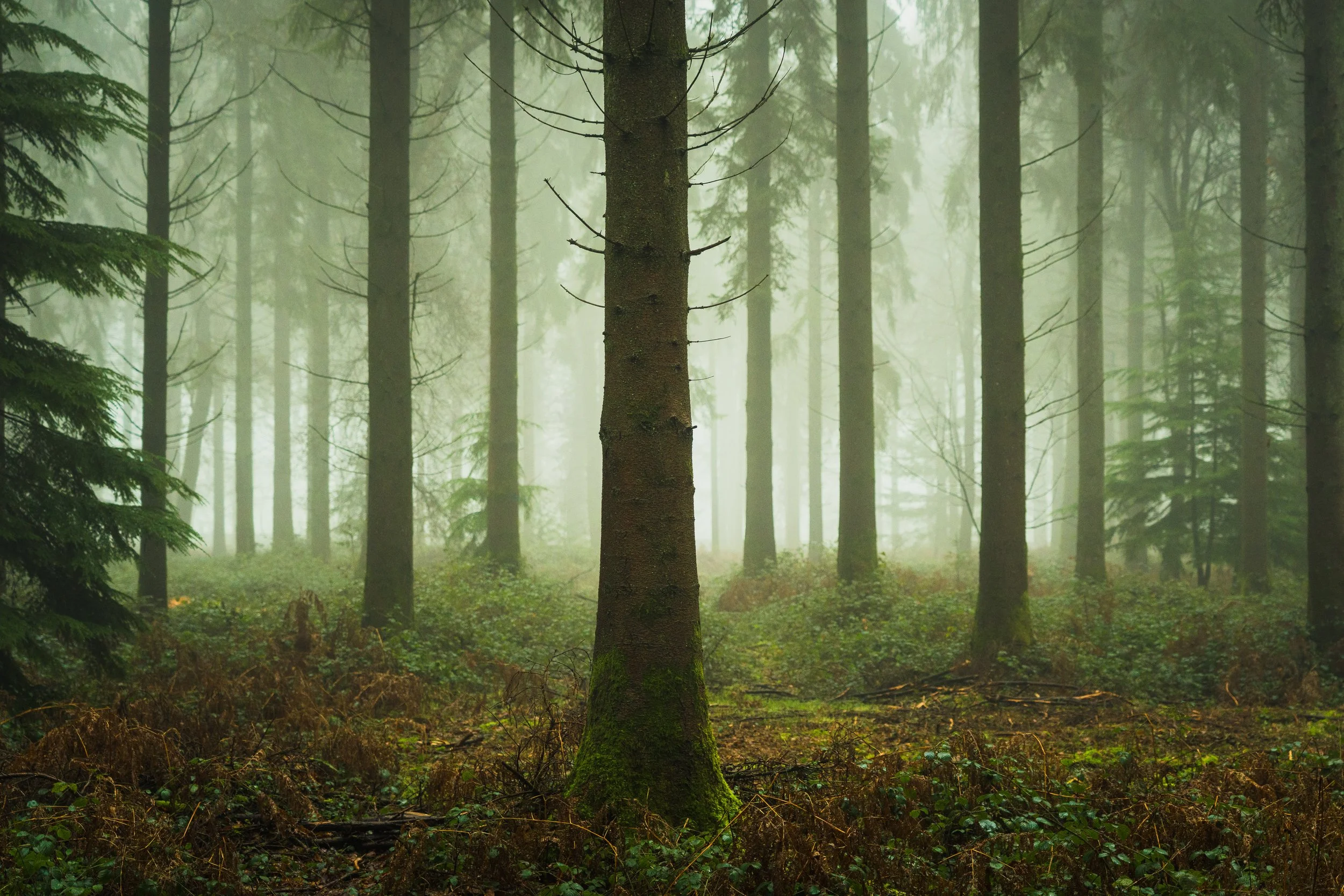 New Forest-03095.jpg