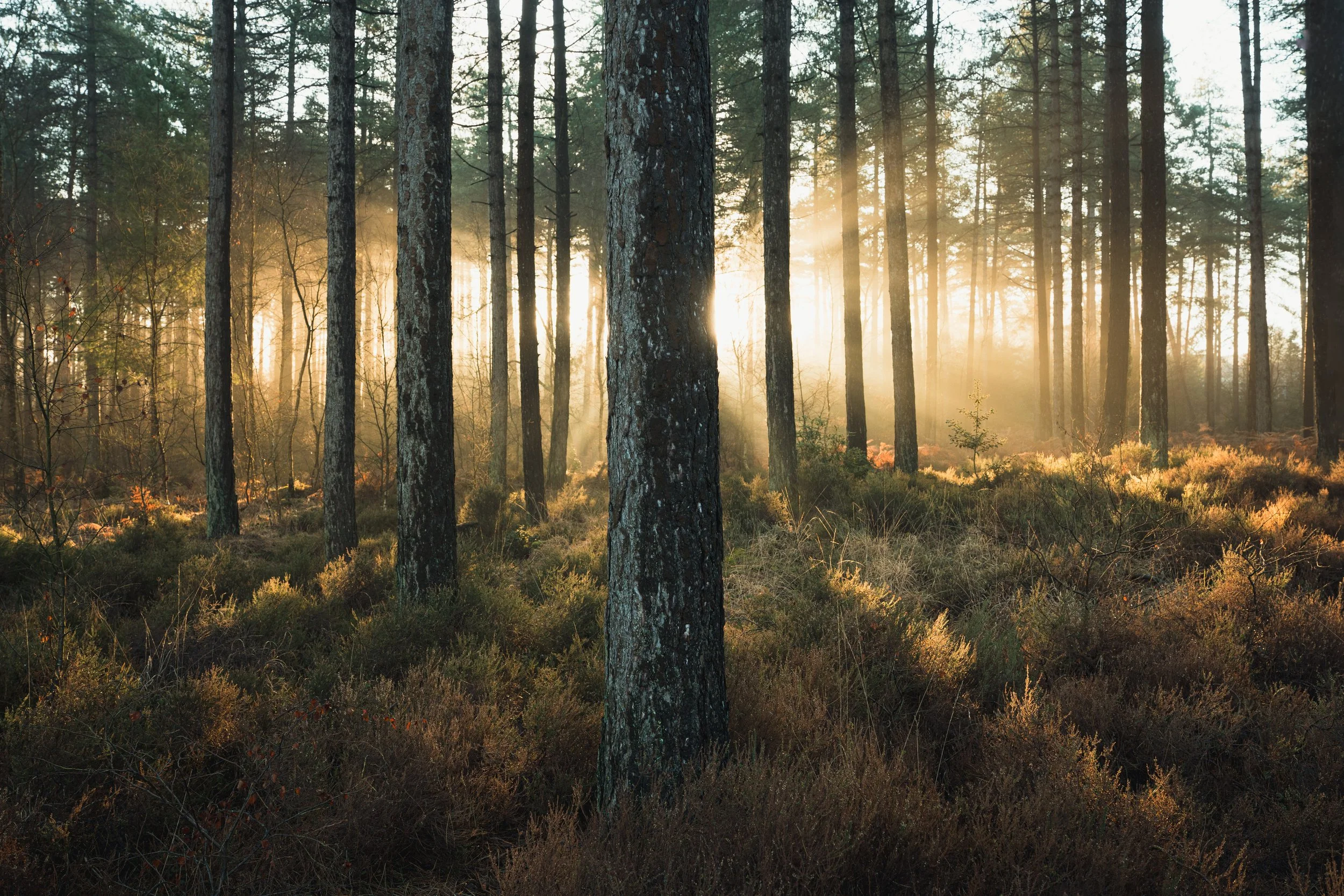 New Forest-01871.jpg