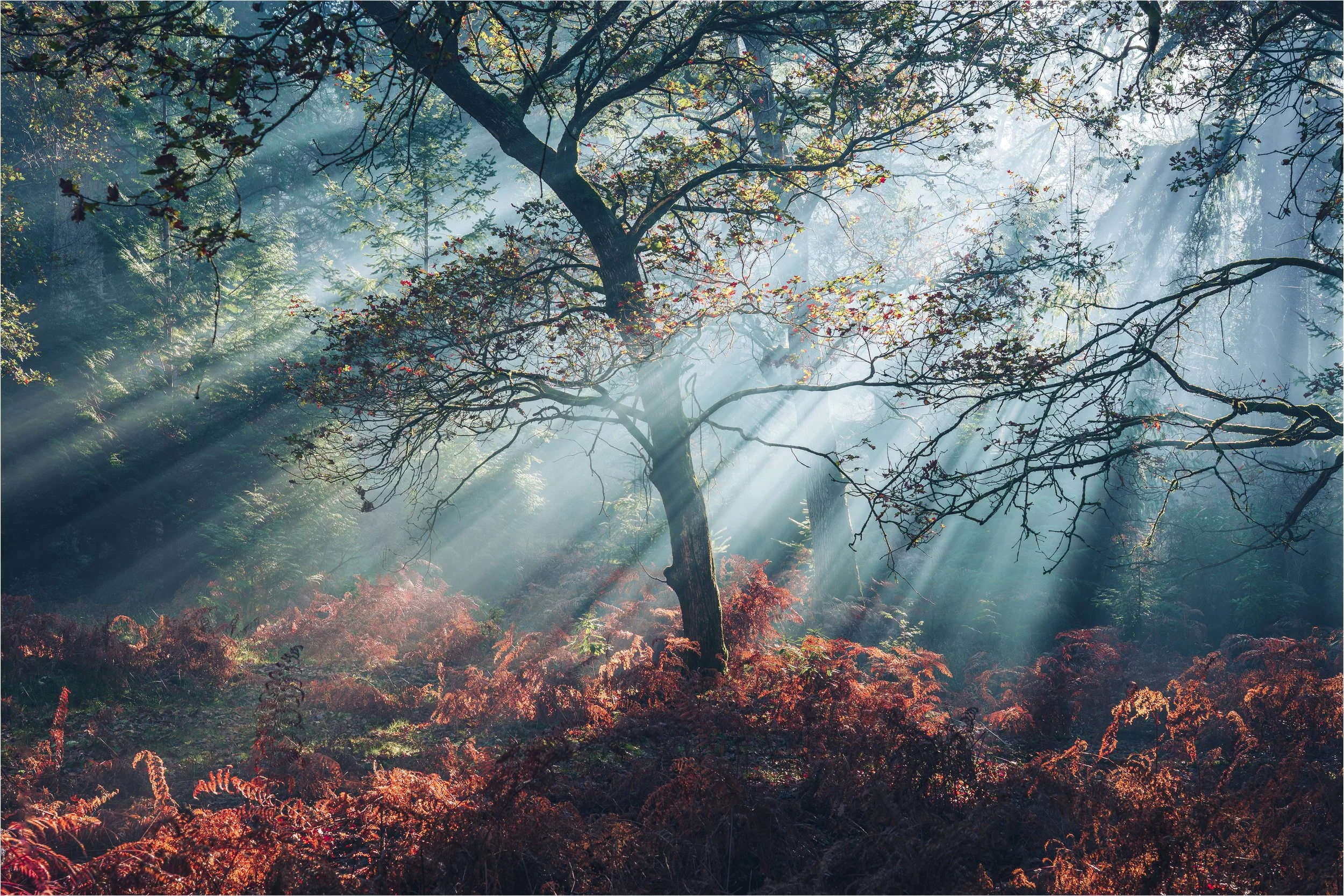 Autumn_0001_Layer 6.jpg