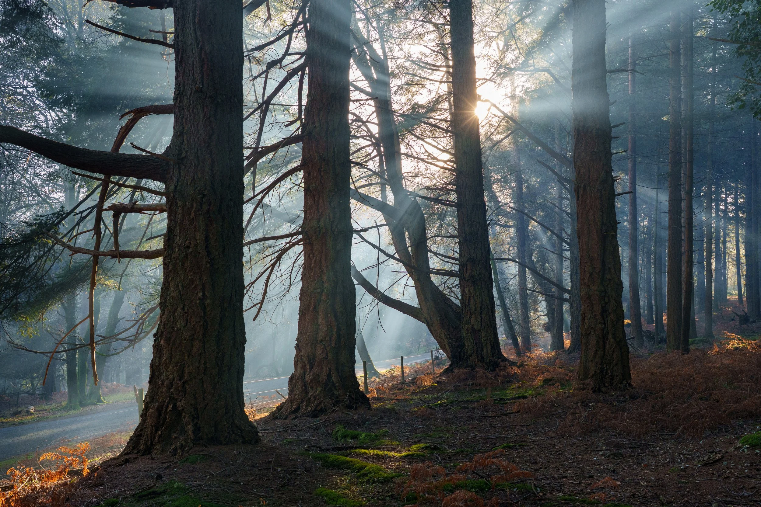 Autumn_0002_Layer 5.jpg