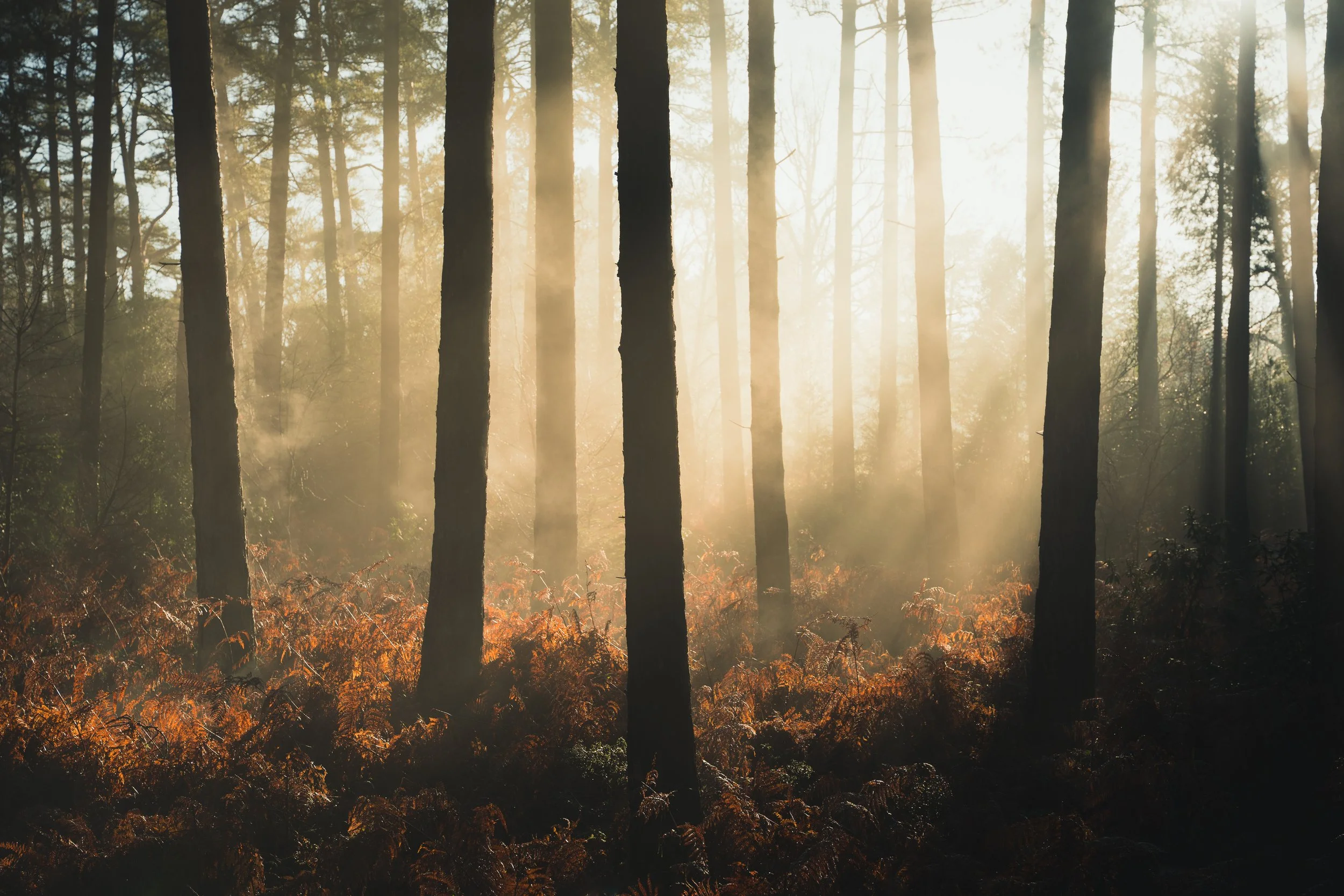 New Forest-01965.jpg