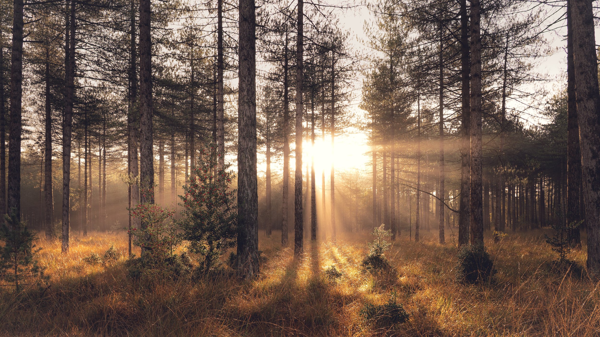 New Forest-00060.jpg