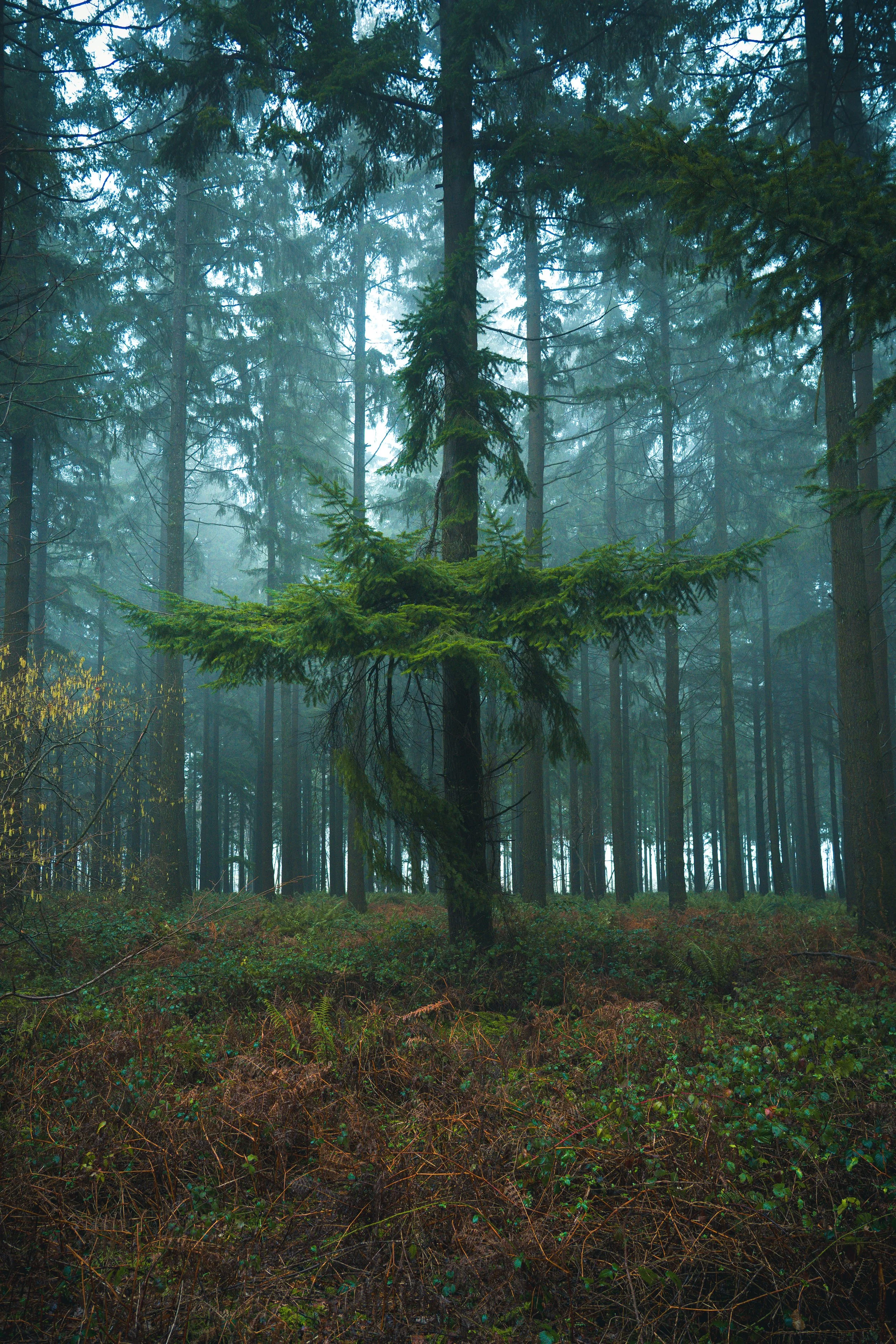 New Forest-03335.jpg