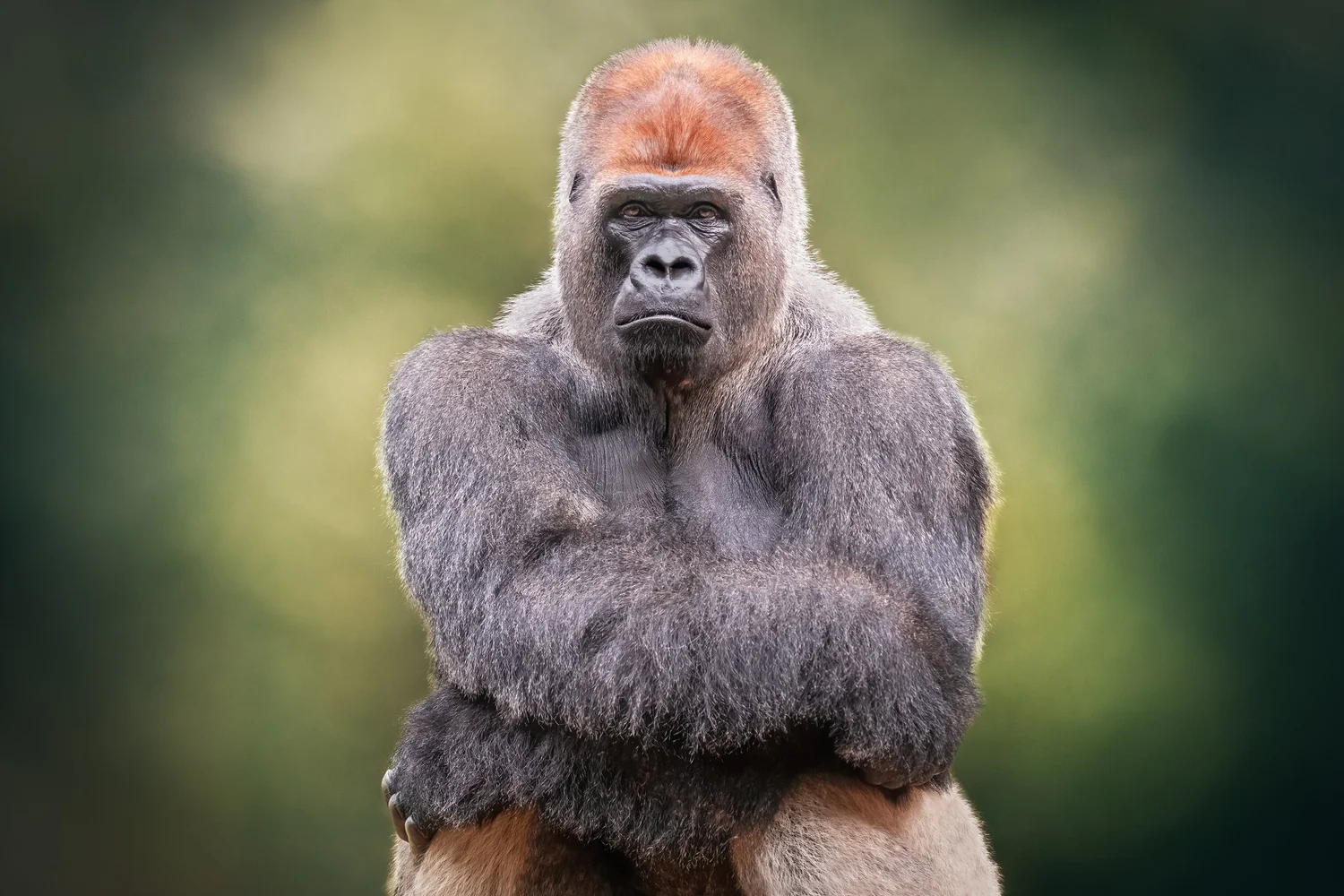 8: The 800 Pound Gorilla in Strategic Planning episode artwork