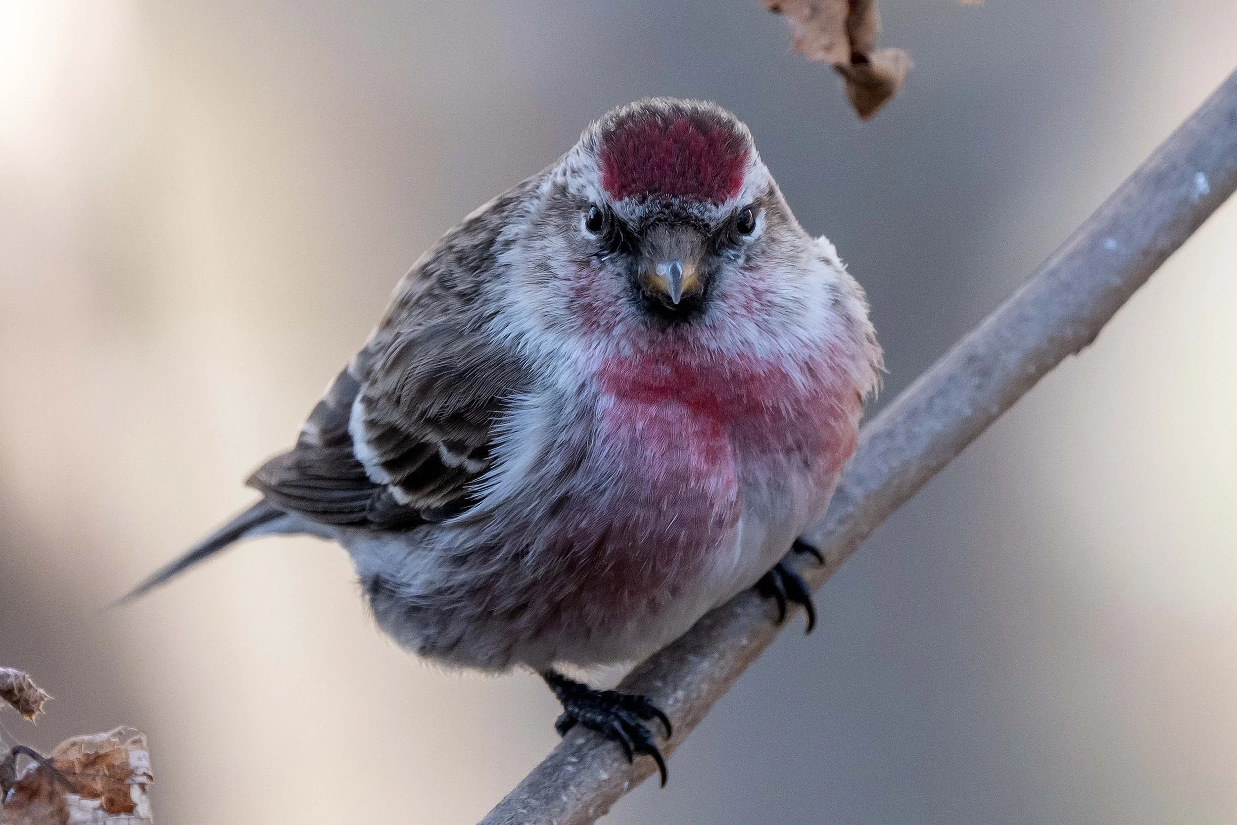 Bet Shalom Birders