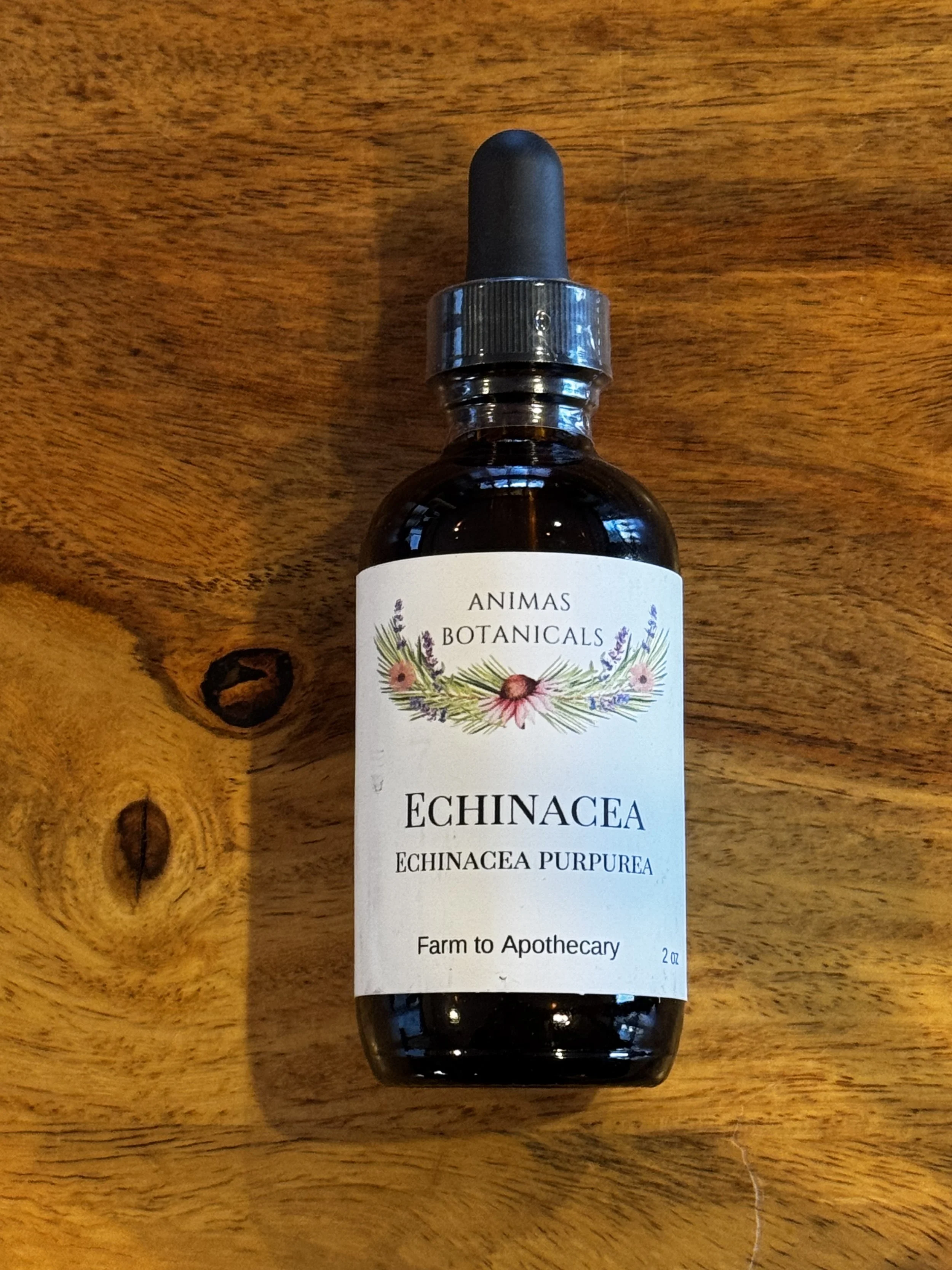 Echinacea