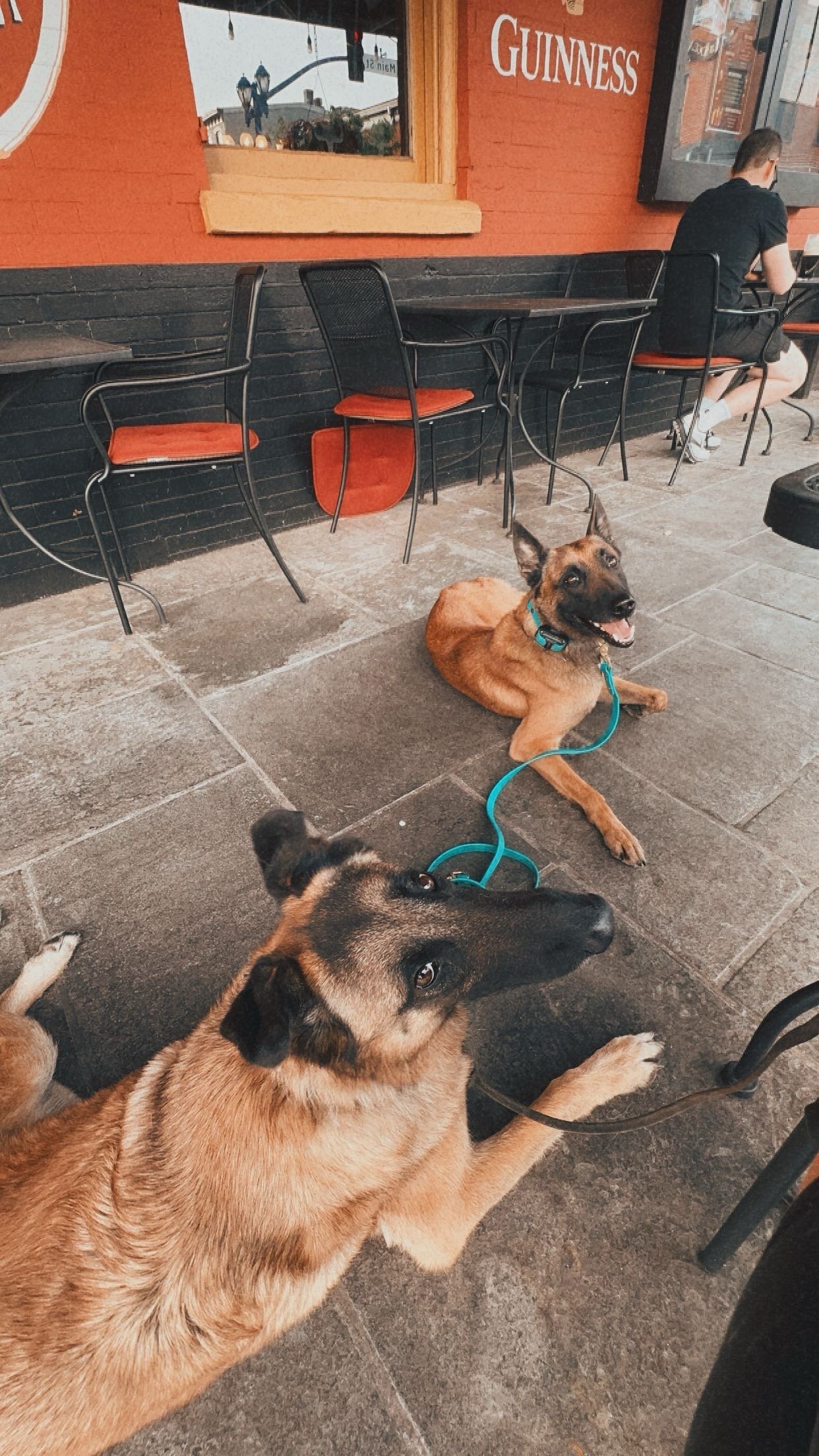 Teaching Your Dog to Settle Anywhere