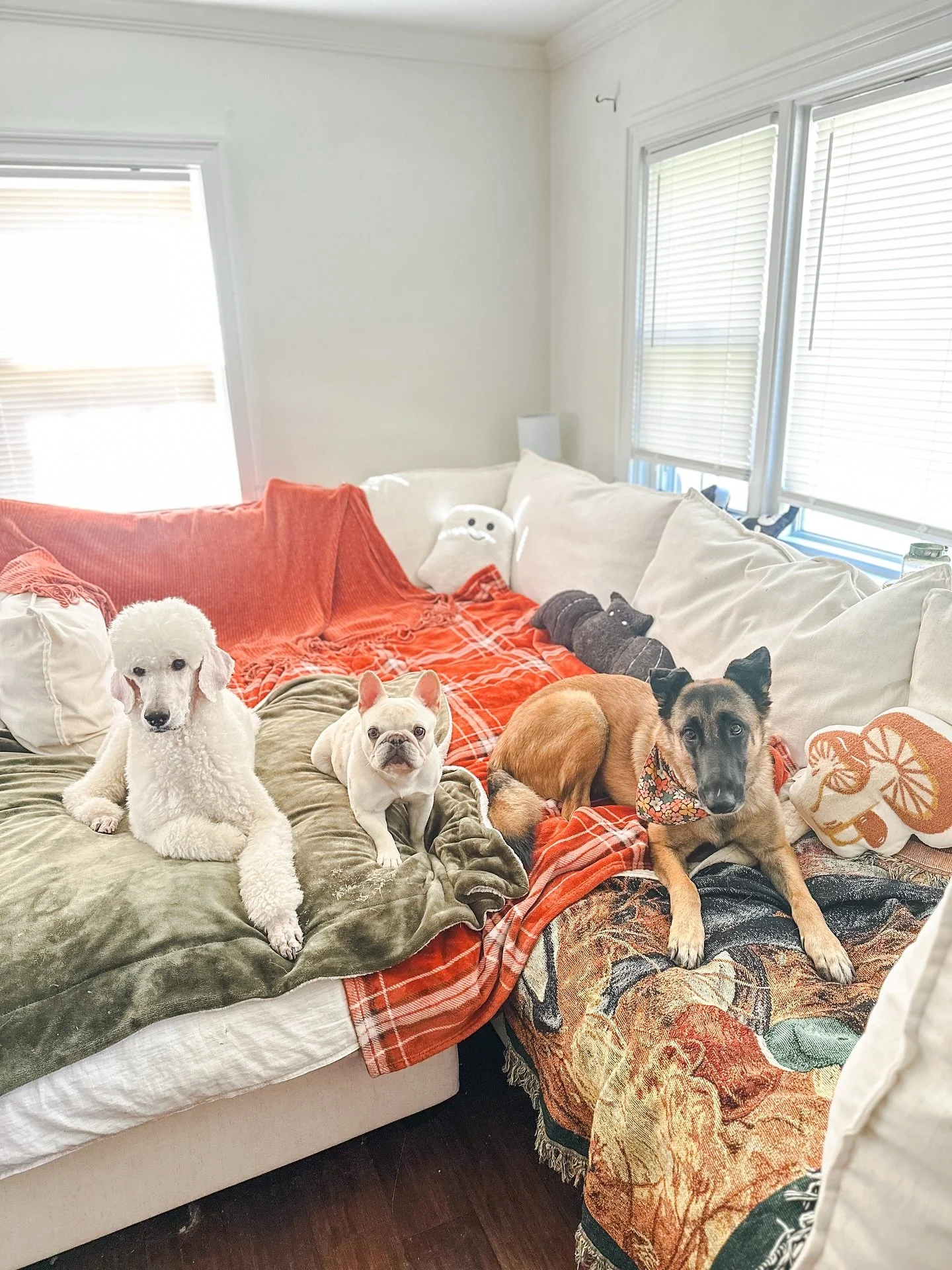 Life is tough right now. 

If any of our dog family, especially anyone who has trained with me, is struggling right now- please don&rsquo;t hesitate to reach out.  As many of you know, I&rsquo;m just one person, also doing my best with what I&rsquo;v