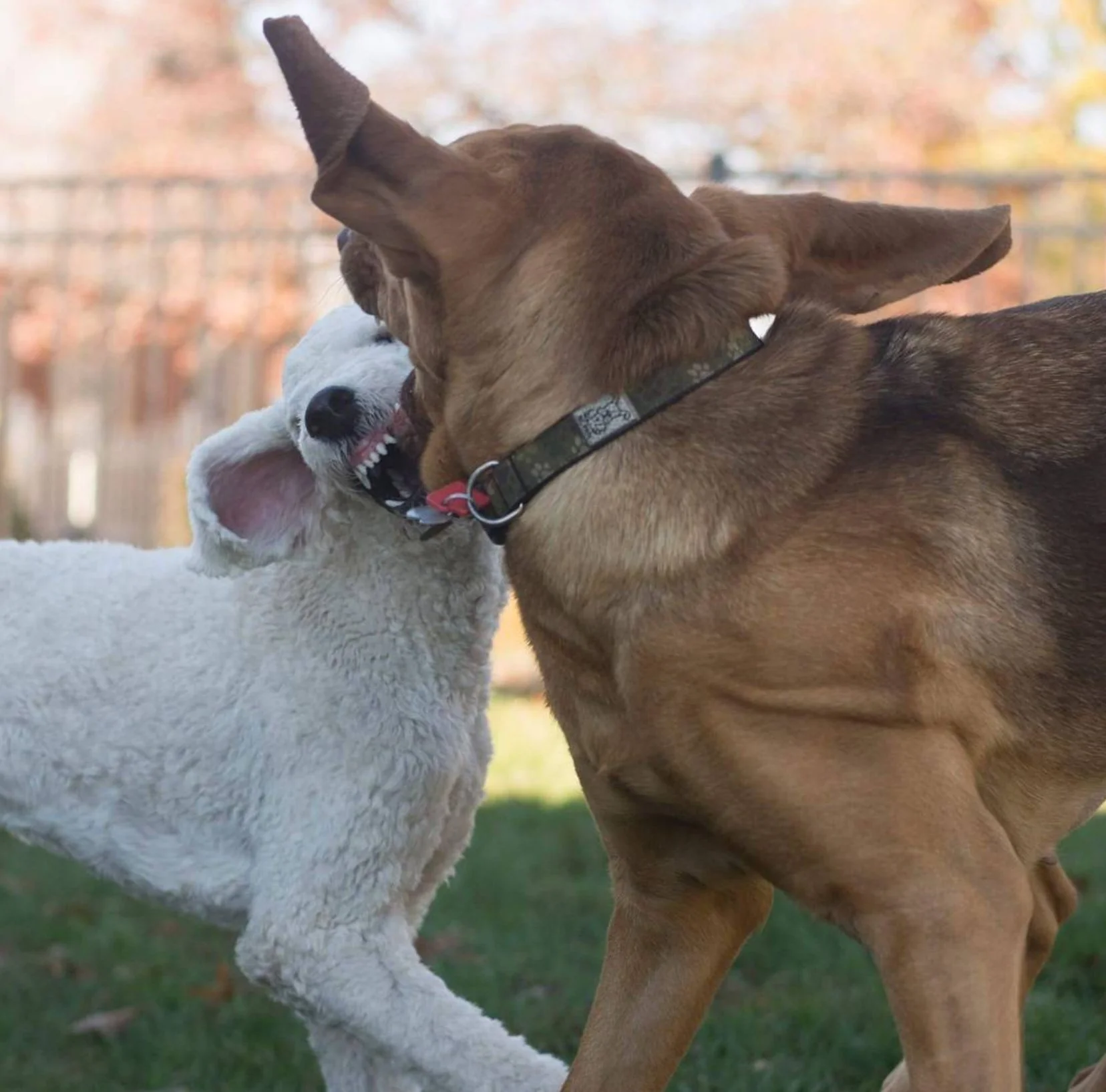 So your dogs fought, now what?