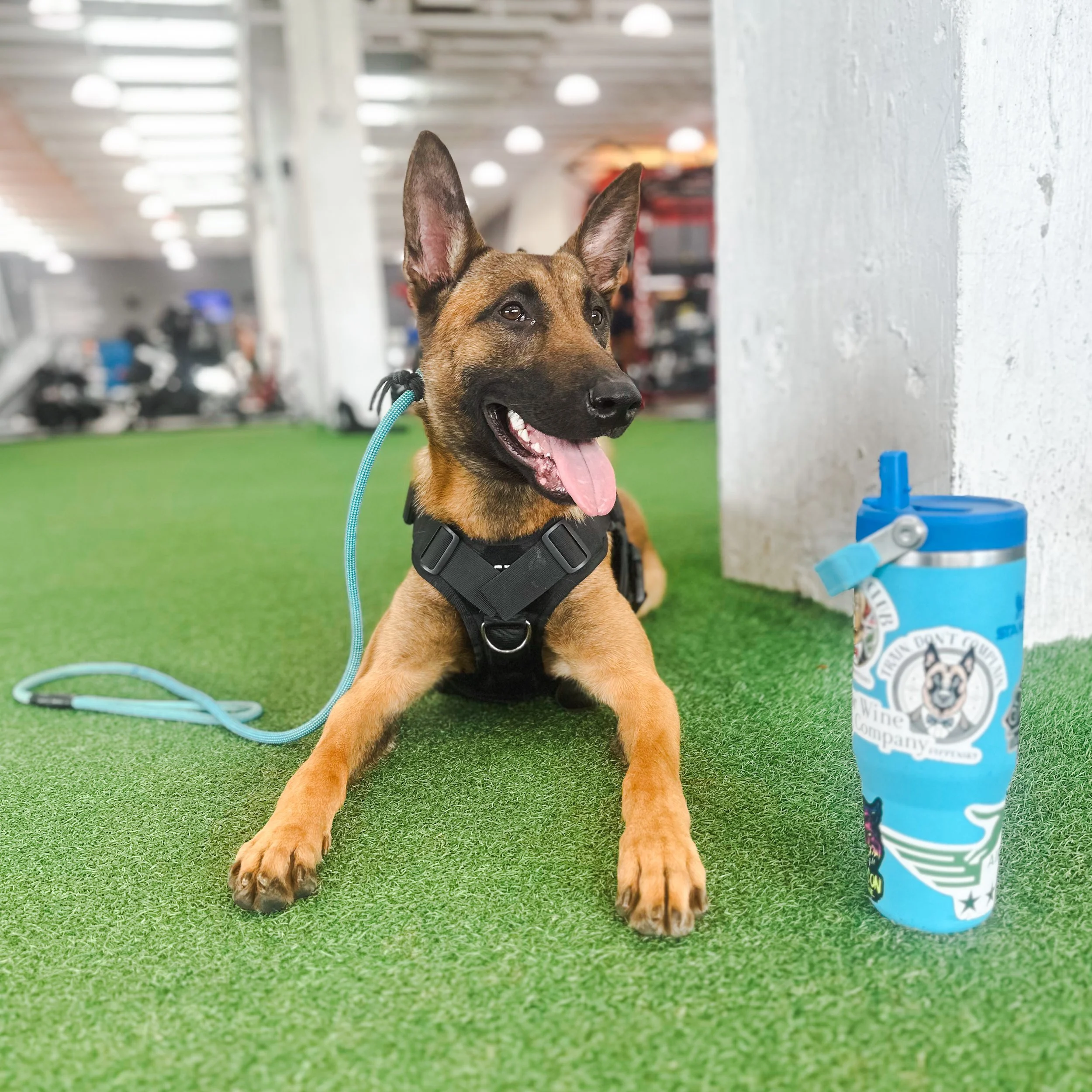 My Dog Knows All of the Commands… So Why Are They Still Struggling?