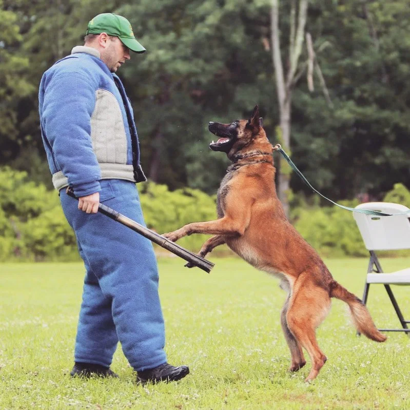 Understanding Your Reactive Dog