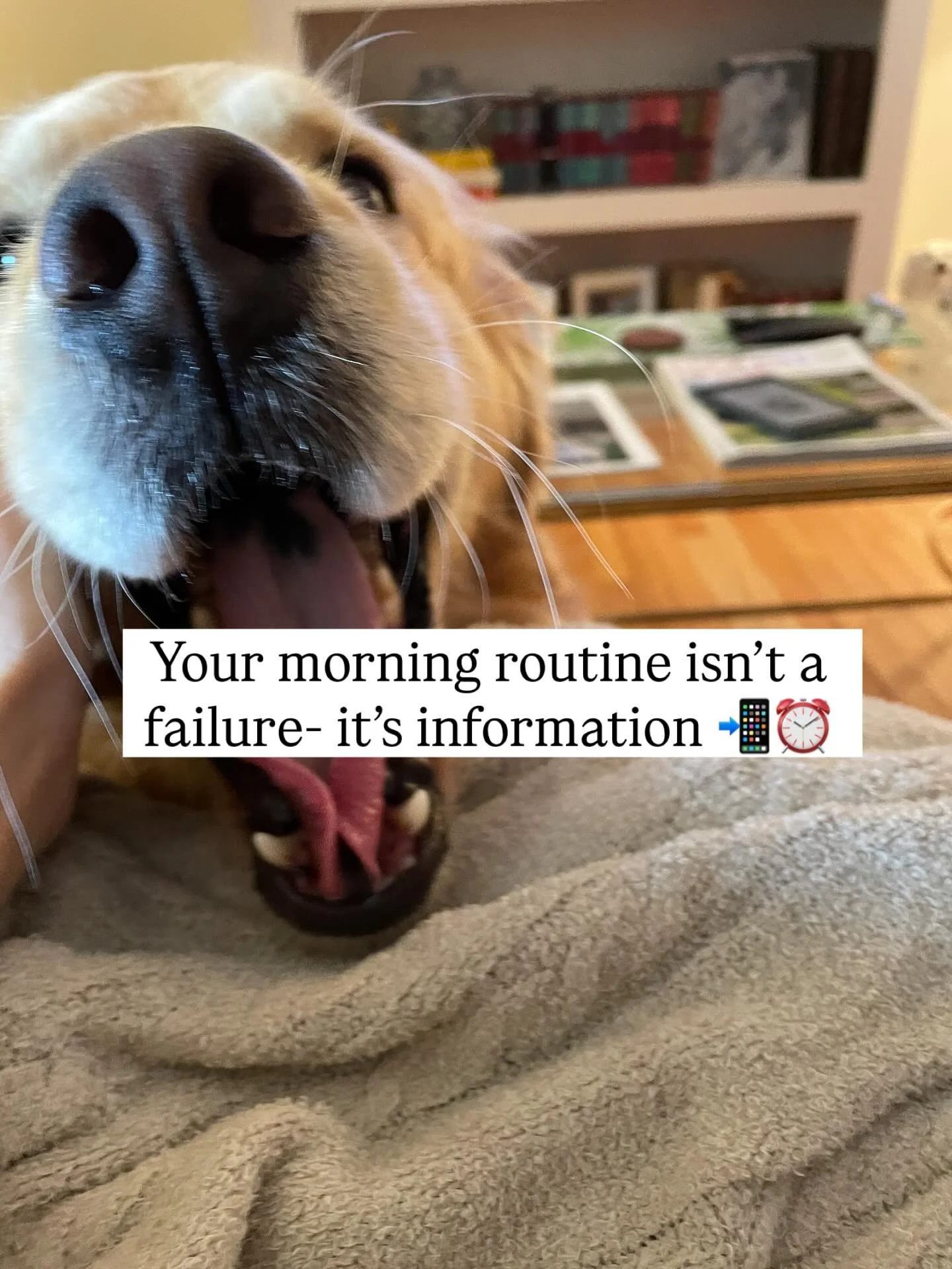 I talked about morning routines, or the lack thereof!, in my newsletter this past week, starting with my former anti-routine that was very sticky for quite some time.

Let me know if this sounds familiar:

✋ Snooze button hit 3-6 times because waking